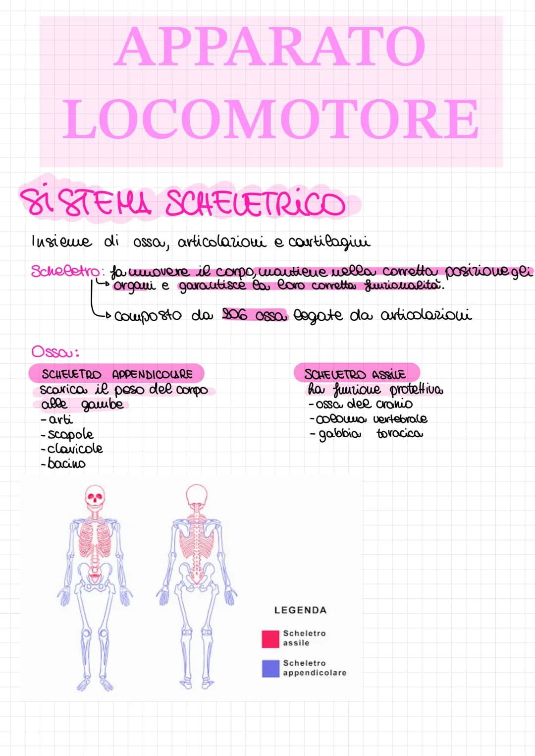 ## APPARATO
## LOCOMOTORE
### SISTEMA SCHELETRICO
Insieme di ossa, articolazioni e cartilagini
Scheletro: fa muovere il corpo, mantiene ne
