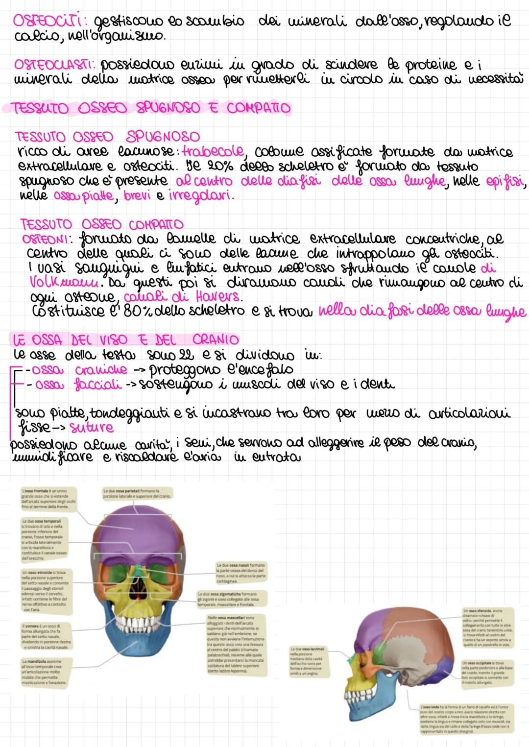 ## APPARATO
## LOCOMOTORE
### SISTEMA SCHELETRICO
Insieme di ossa, articolazioni e cartilagini
Scheletro: fa muovere il corpo, mantiene ne