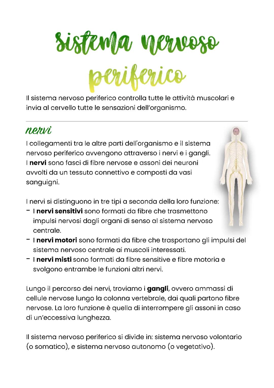 Sistema nervoso periferico