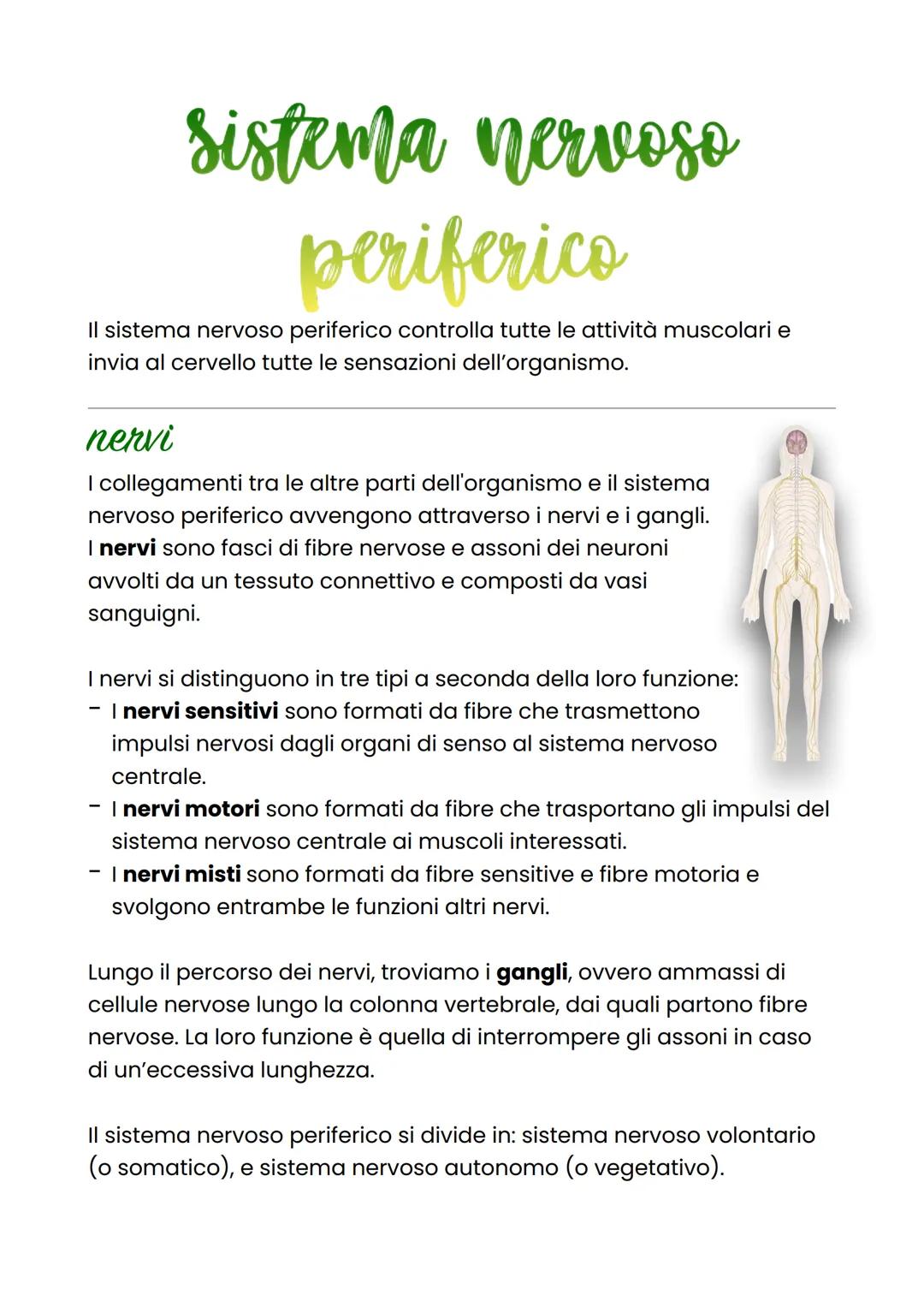 sistema nervoso
periferico
Il sistema nervoso periferico controlla tutte le attività muscolari e
invia al cervello tutte le sensazioni dell'