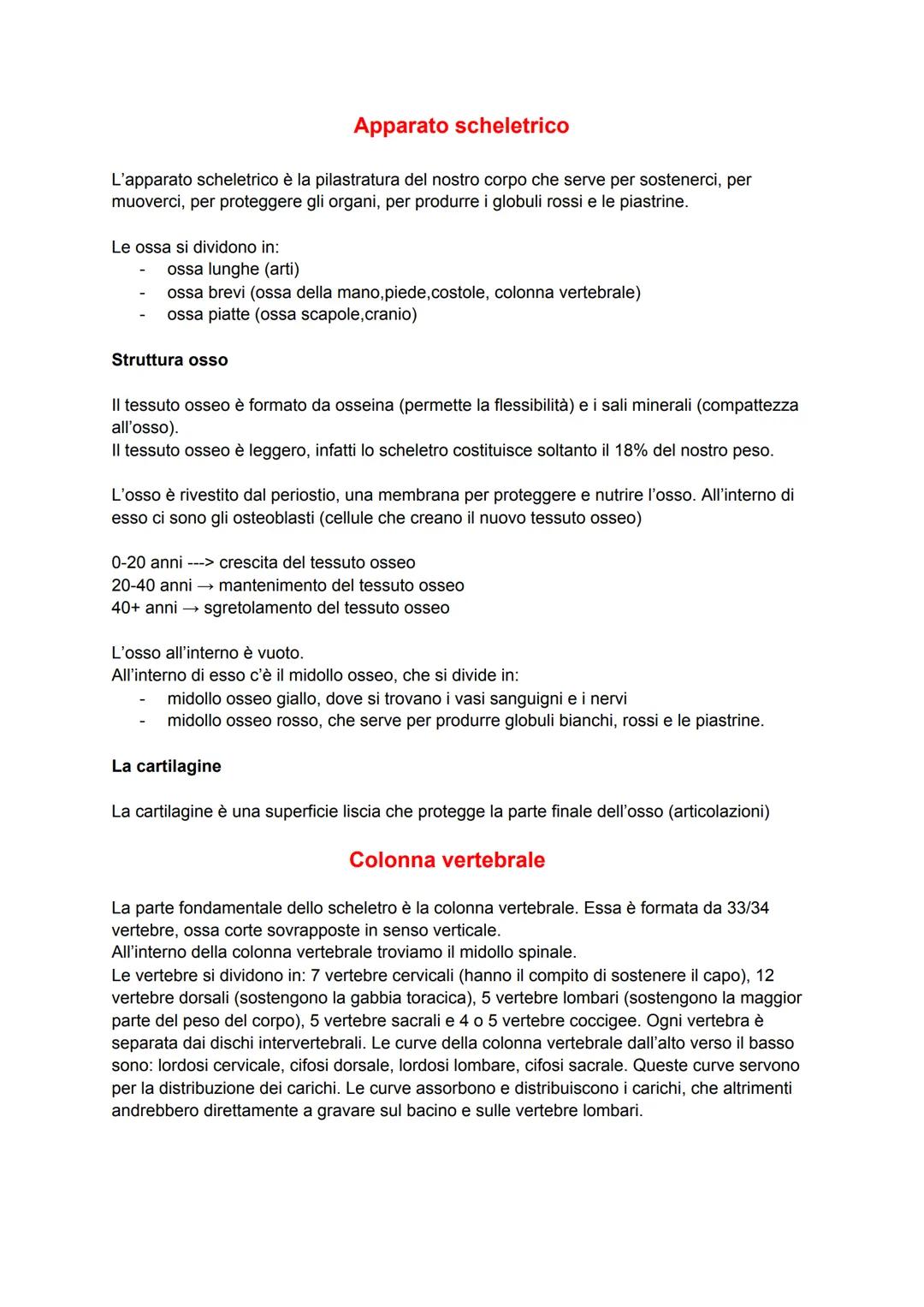 Apparato scheletrico