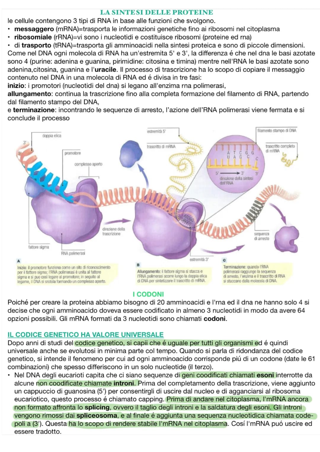 # LA SINTESI DELLE PROTEINE
le cellule contengono 3 tipi di RNA in base alle funzioni che svolgono.
* messaggero (mRNA)=trasporta le informa
