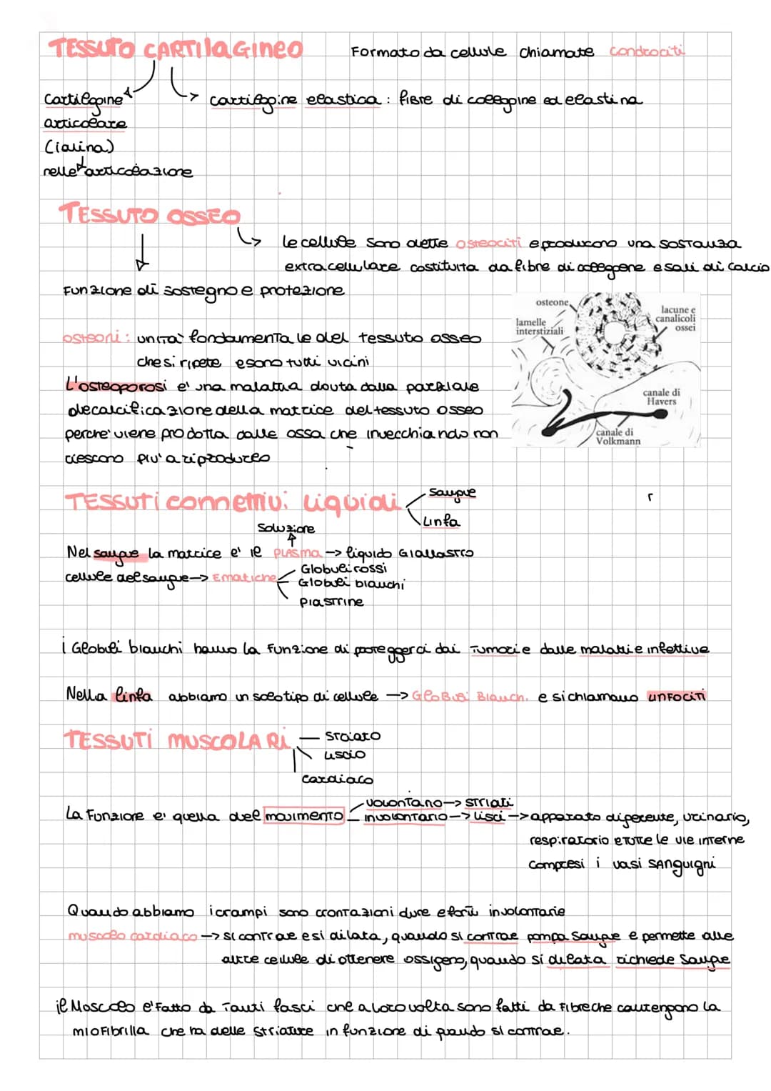 # Anatomia
alcune cose da integrare con le slide della prof
- anatomia: com'e' fatto...
- FISIOLOGIA: come funziona in modo ottimale
- PATO