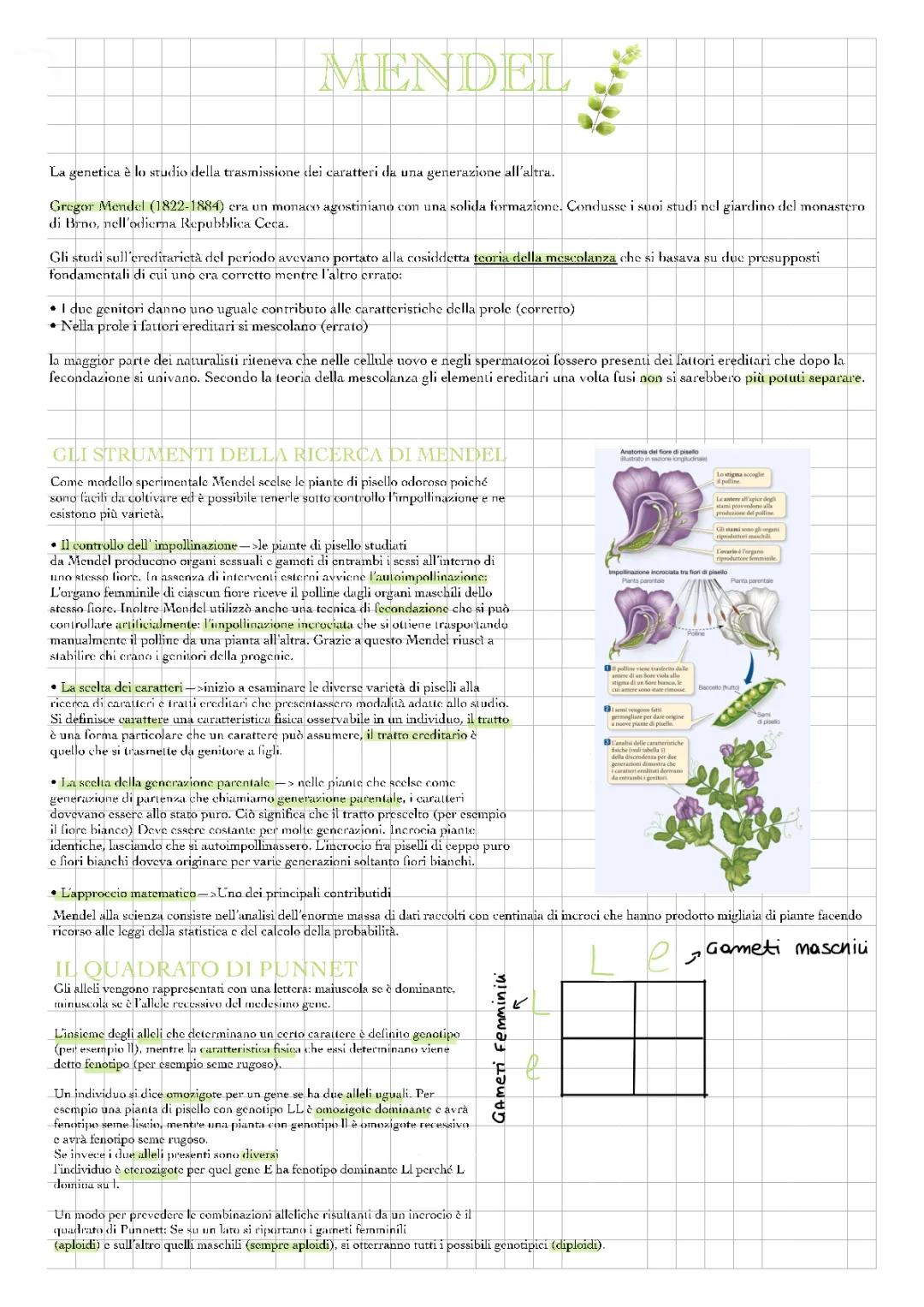 LA GENETICA E MENDEL