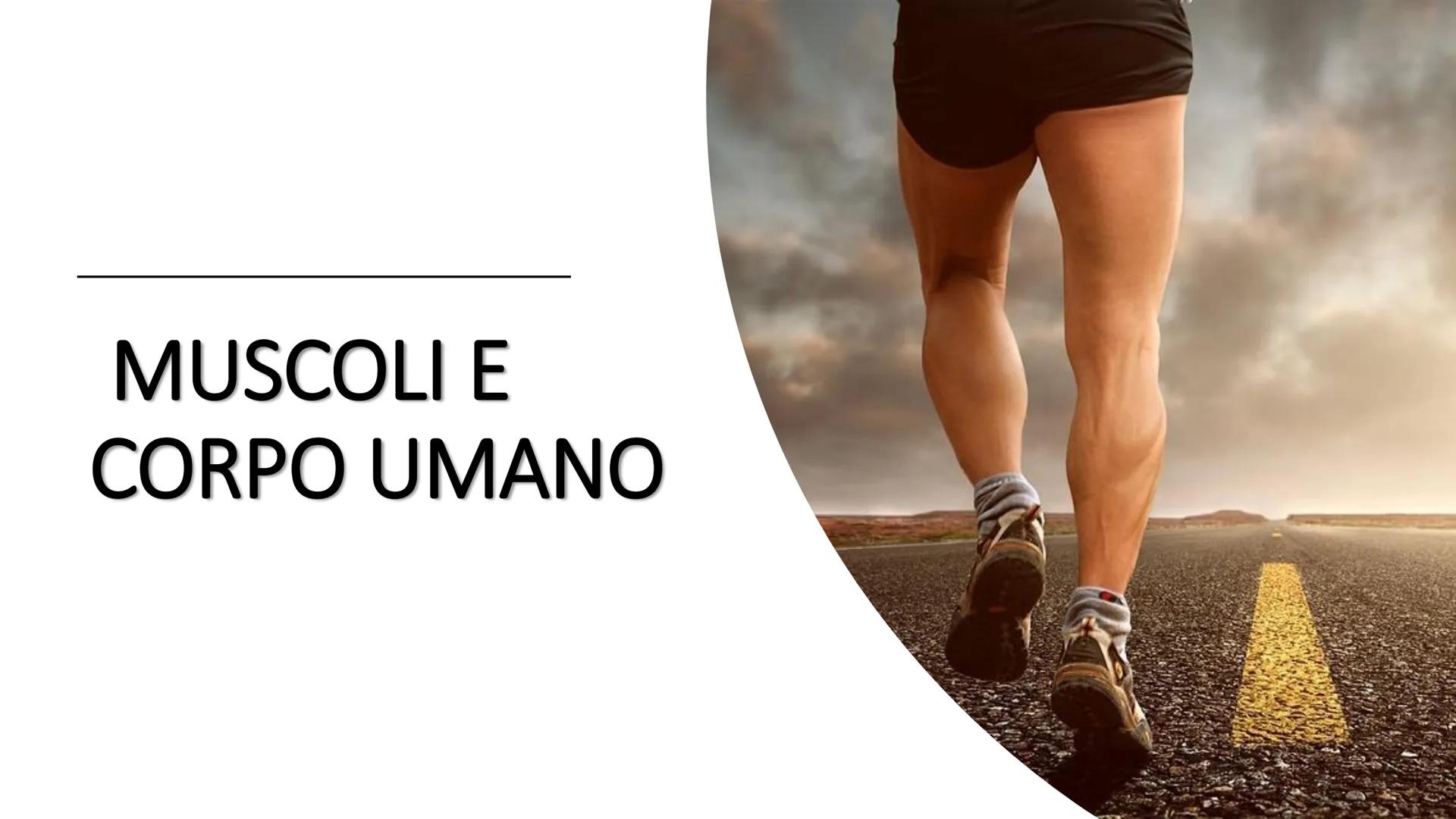 MUSCOLI E
CORPO UMANO I MUSCOLI sono degli
organi presenti in GRAN
NUMERO nel nostro
corpo, ci permettono di
COMPIERE I MOVIMENTI. TIPI DI M