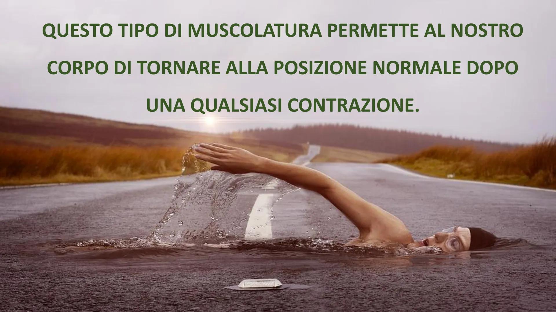 MUSCOLI E
CORPO UMANO I MUSCOLI sono degli
organi presenti in GRAN
NUMERO nel nostro
corpo, ci permettono di
COMPIERE I MOVIMENTI. TIPI DI M