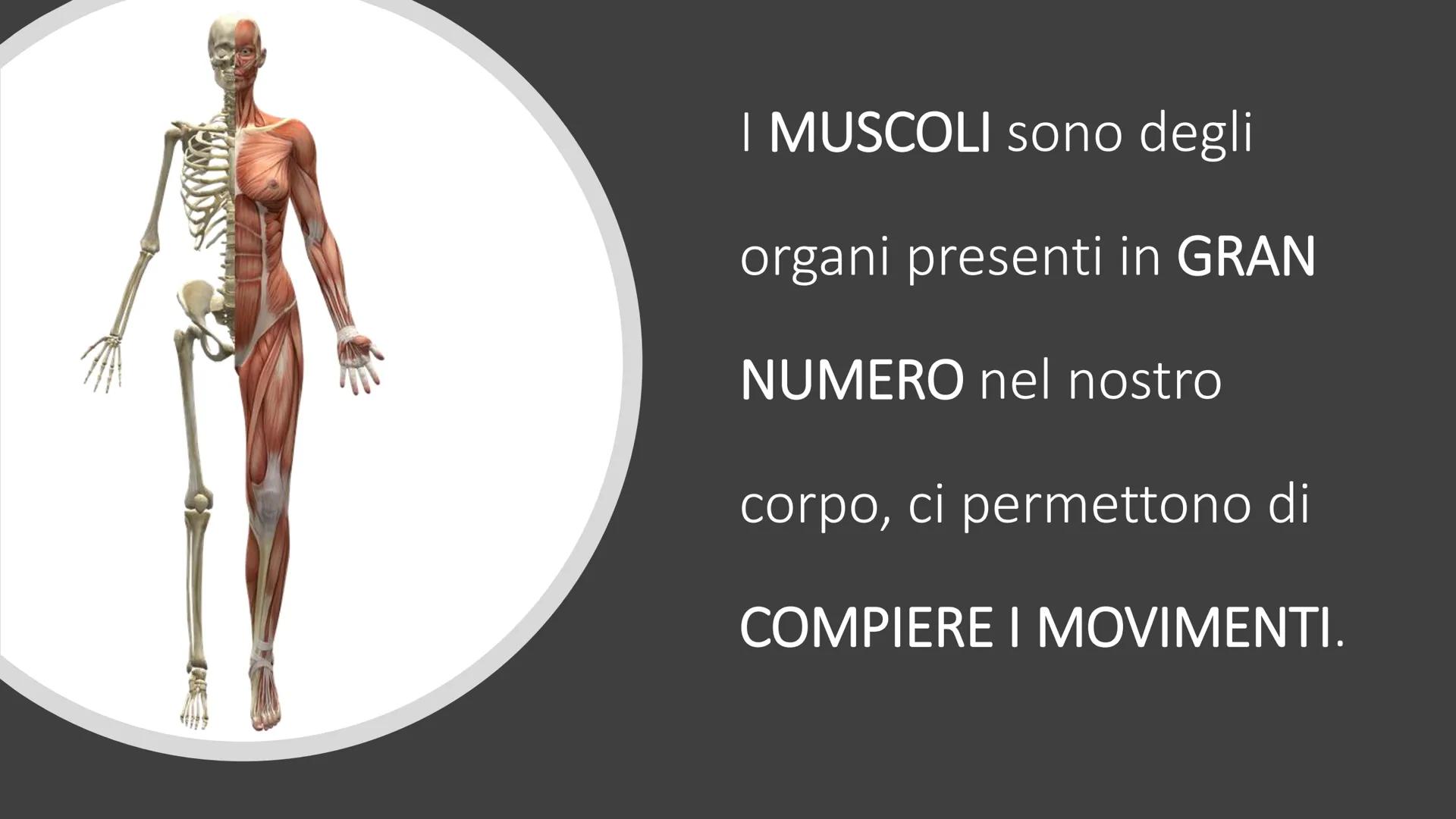 MUSCOLI E
CORPO UMANO I MUSCOLI sono degli
organi presenti in GRAN
NUMERO nel nostro
corpo, ci permettono di
COMPIERE I MOVIMENTI. TIPI DI M