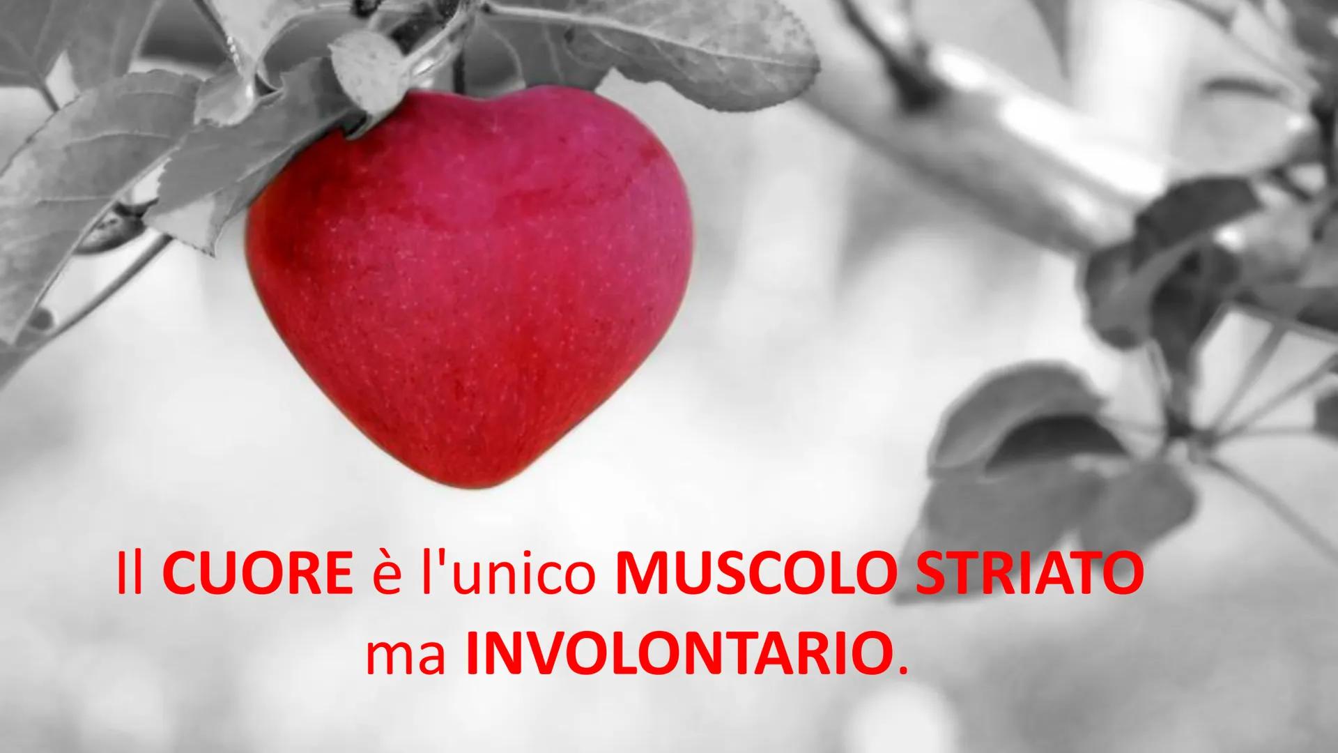 MUSCOLI E
CORPO UMANO I MUSCOLI sono degli
organi presenti in GRAN
NUMERO nel nostro
corpo, ci permettono di
COMPIERE I MOVIMENTI. TIPI DI M