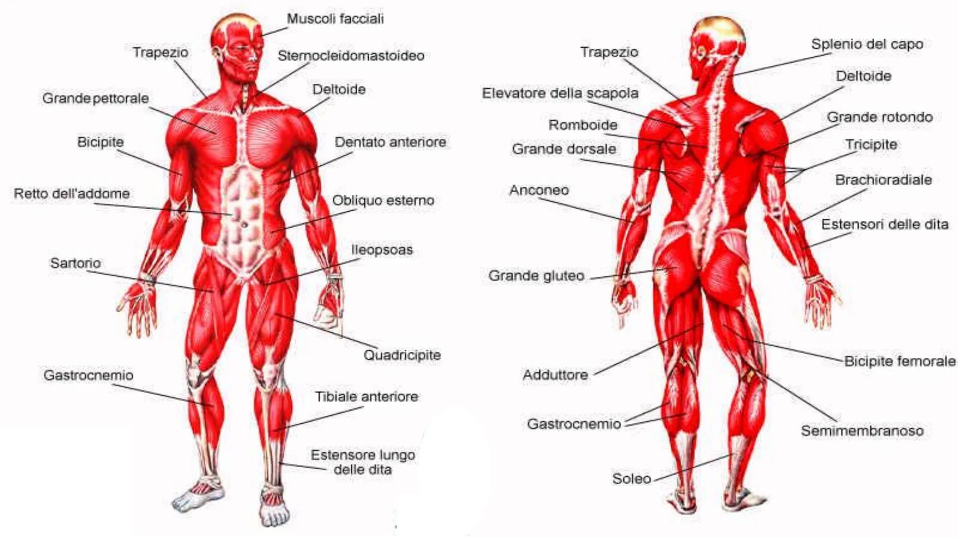 MUSCOLI E
CORPO UMANO I MUSCOLI sono degli
organi presenti in GRAN
NUMERO nel nostro
corpo, ci permettono di
COMPIERE I MOVIMENTI. TIPI DI M