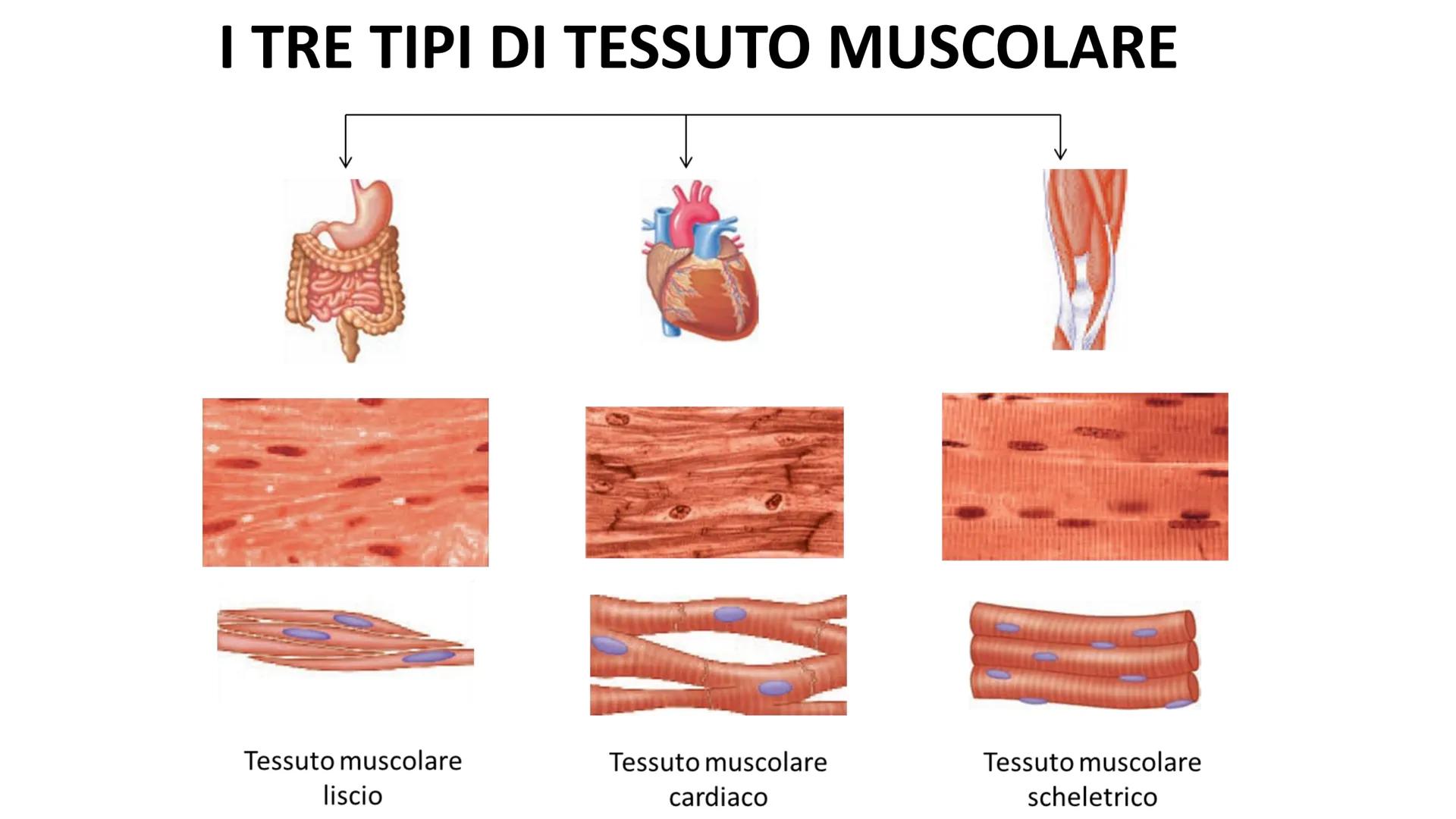 MUSCOLI E
CORPO UMANO I MUSCOLI sono degli
organi presenti in GRAN
NUMERO nel nostro
corpo, ci permettono di
COMPIERE I MOVIMENTI. TIPI DI M