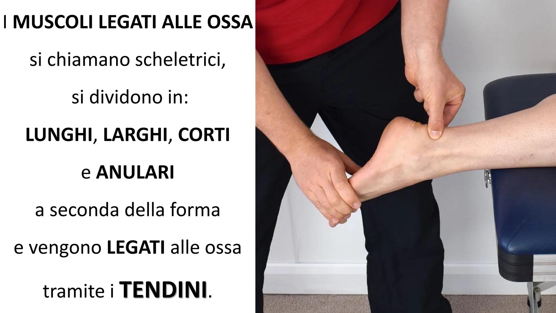MUSCOLI E
CORPO UMANO I MUSCOLI sono degli
organi presenti in GRAN
NUMERO nel nostro
corpo, ci permettono di
COMPIERE I MOVIMENTI. TIPI DI M