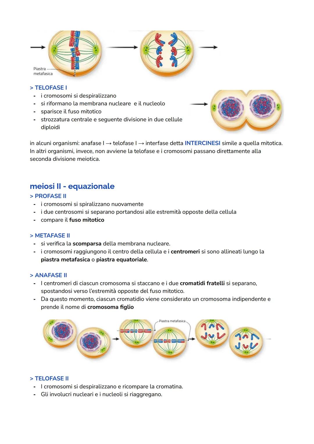 # MEIOSI
introduzione
La riproduzione sessuata produce organismi che non sono geneticamente identici ai genitori.
L'organismo figlio si sv