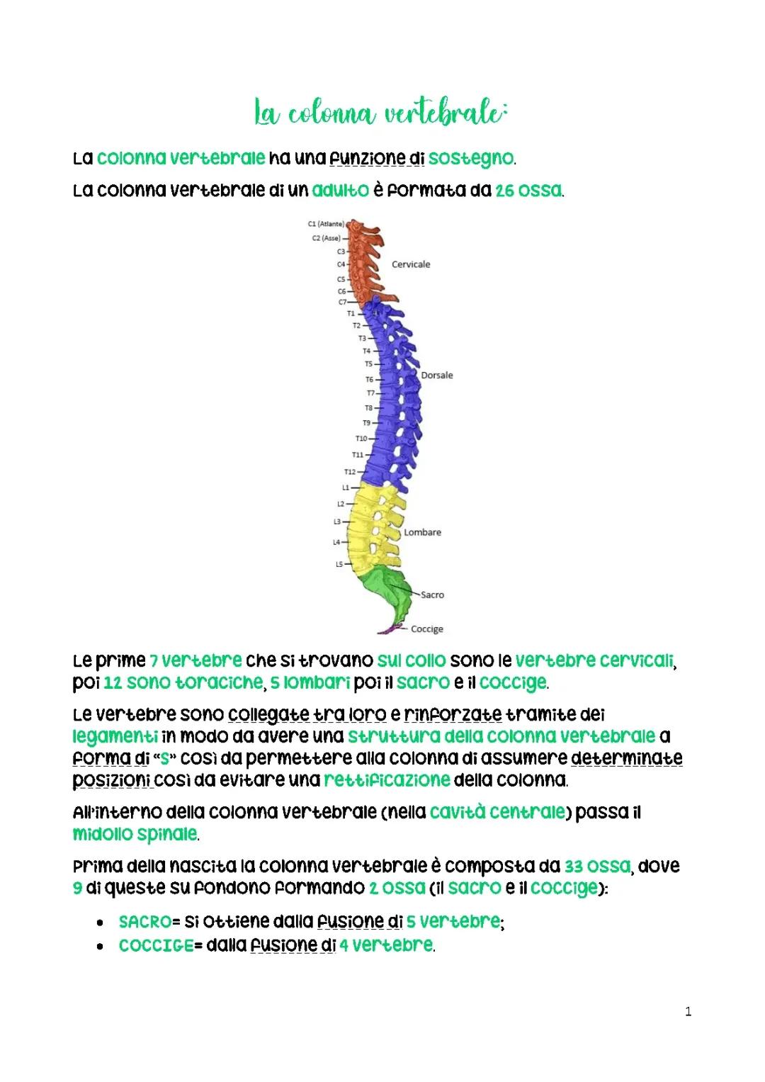 COLONNA VERTEBRALE E GABBIA TORACICA