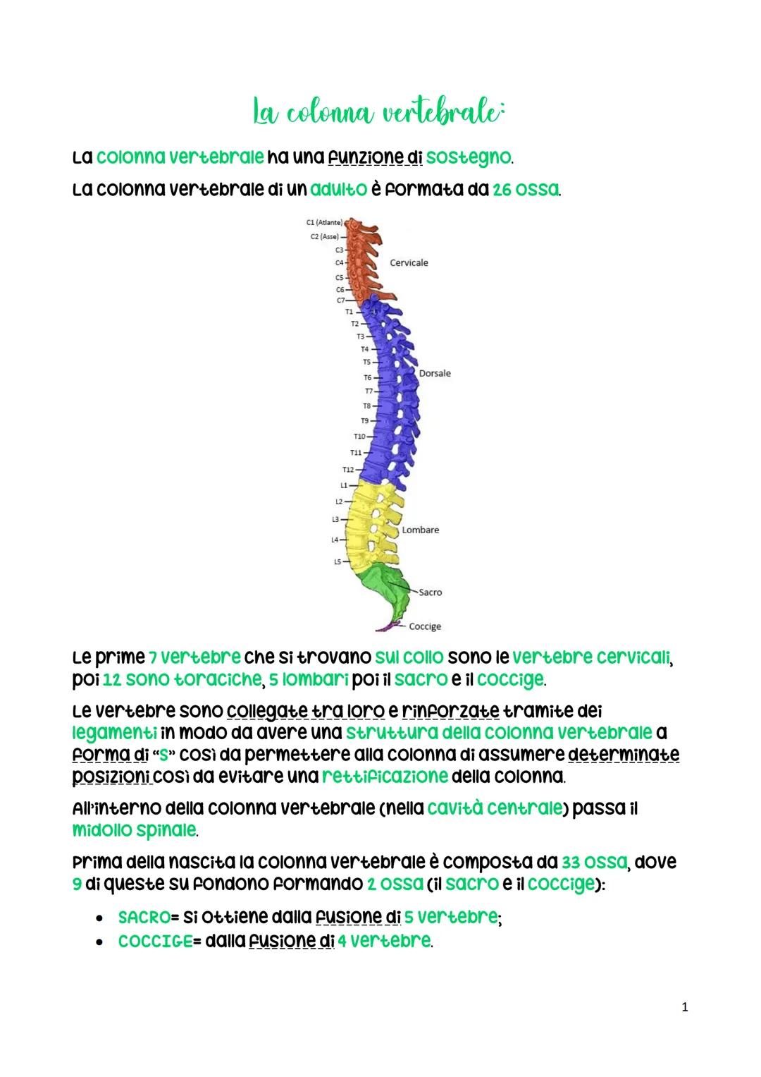 La colonna vertebrale
La colonna vertebrale ha una funzione di sostegno.
La colonna vertebrale di un adulto è formata da 26 ossa.
C1 (Atlant
