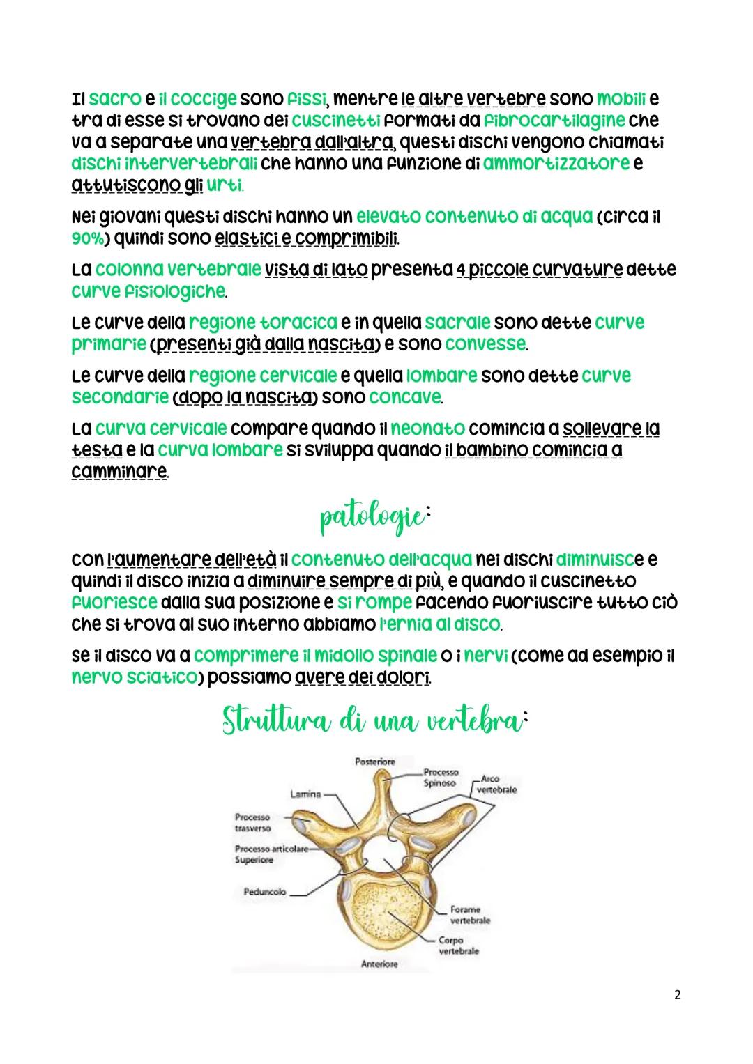 La colonna vertebrale
La colonna vertebrale ha una funzione di sostegno.
La colonna vertebrale di un adulto è formata da 26 ossa.
C1 (Atlant