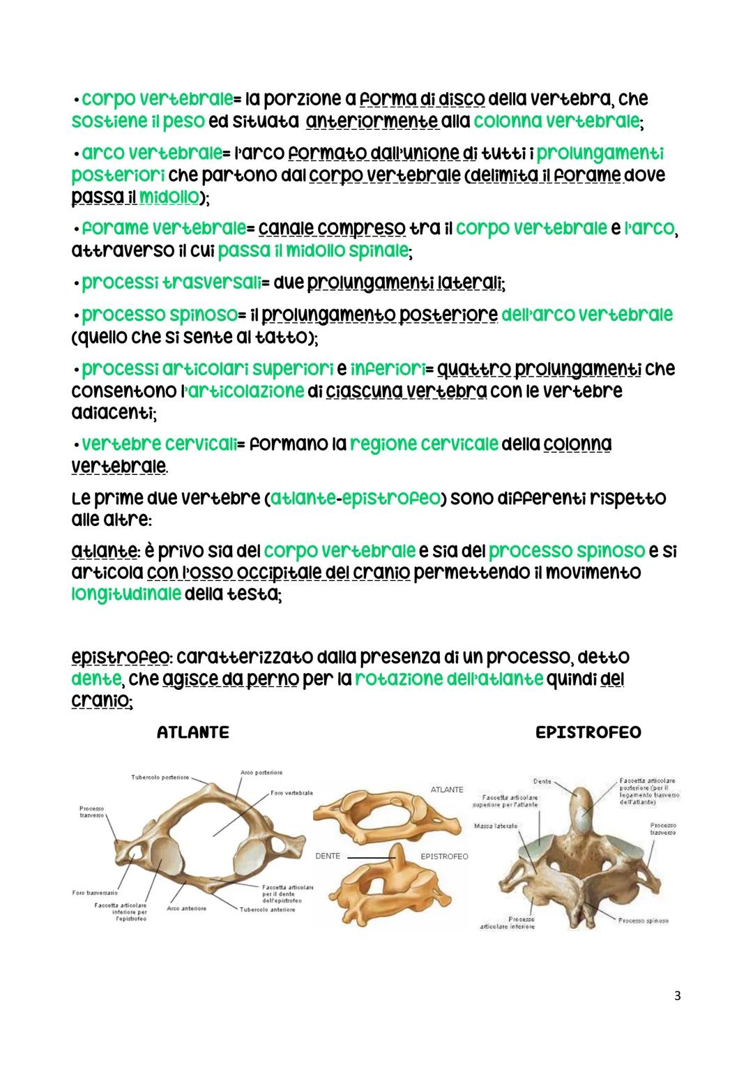 La colonna vertebrale
La colonna vertebrale ha una funzione di sostegno.
La colonna vertebrale di un adulto è formata da 26 ossa.
C1 (Atlant