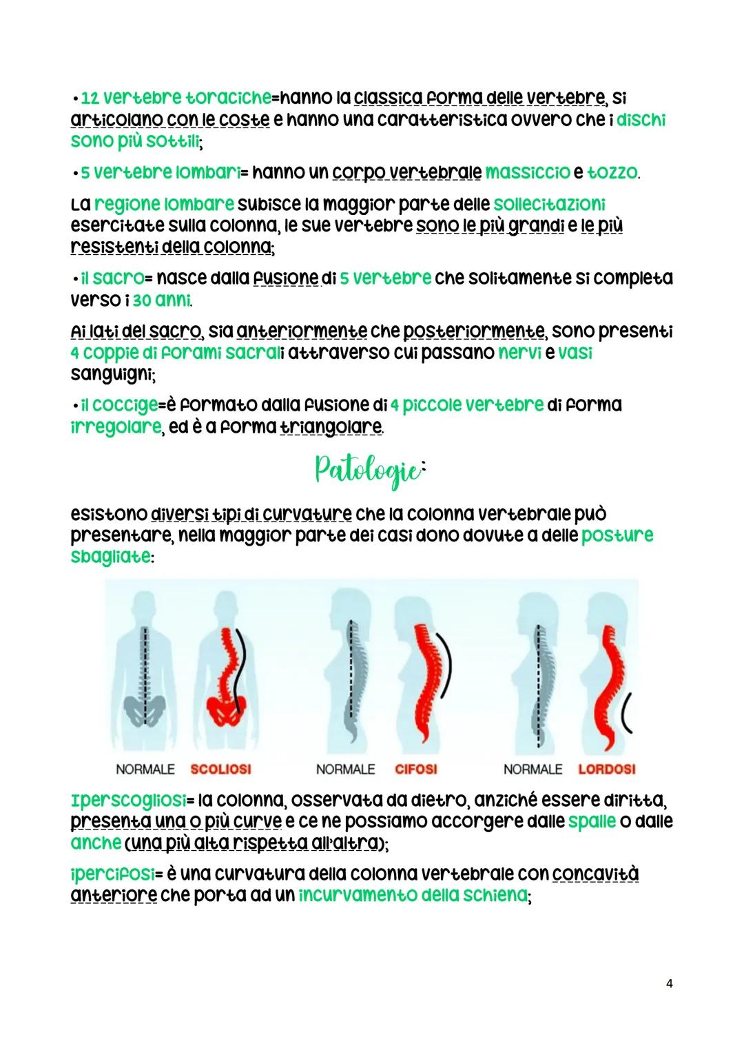 La colonna vertebrale
La colonna vertebrale ha una funzione di sostegno.
La colonna vertebrale di un adulto è formata da 26 ossa.
C1 (Atlant