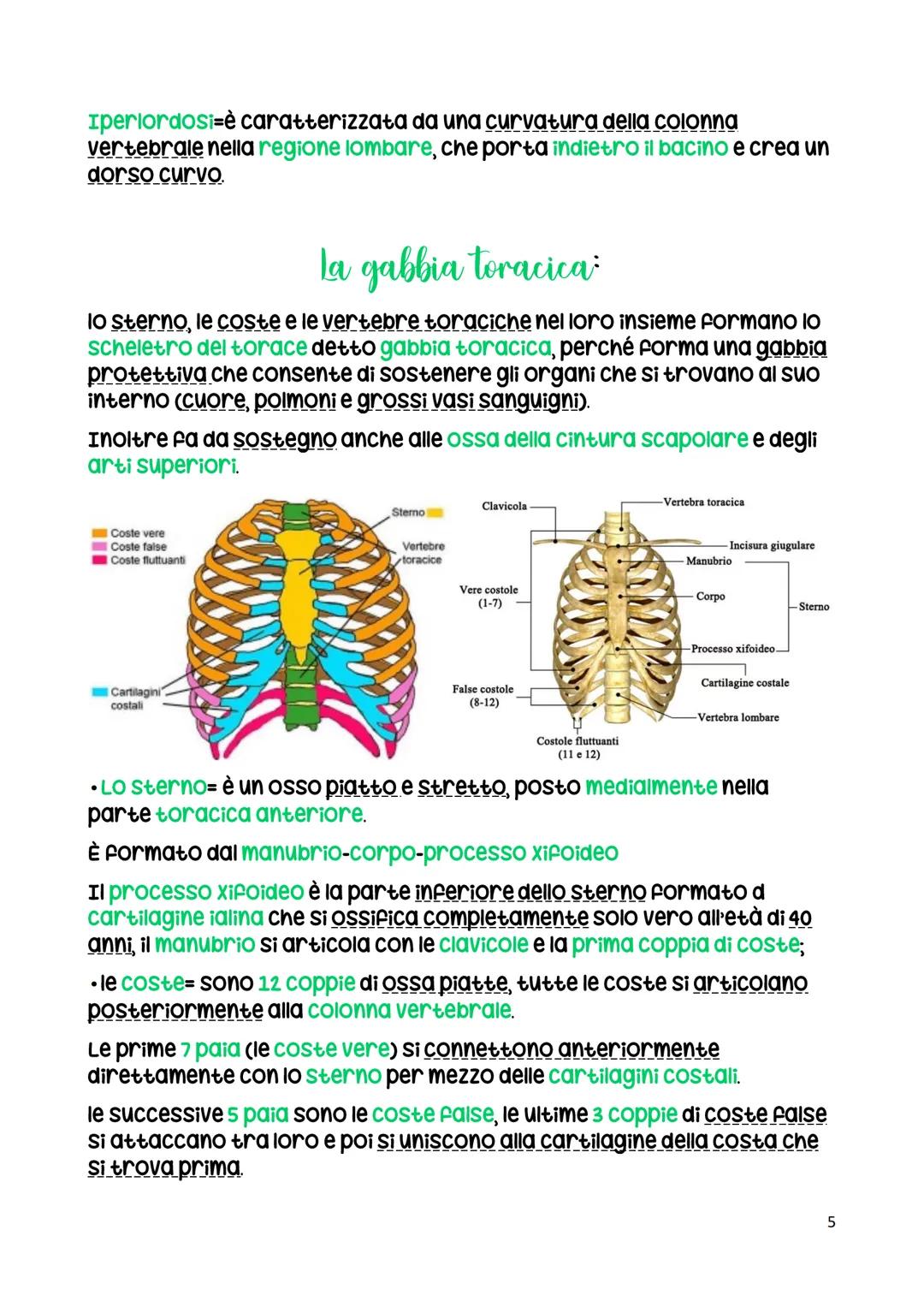 La colonna vertebrale
La colonna vertebrale ha una funzione di sostegno.
La colonna vertebrale di un adulto è formata da 26 ossa.
C1 (Atlant