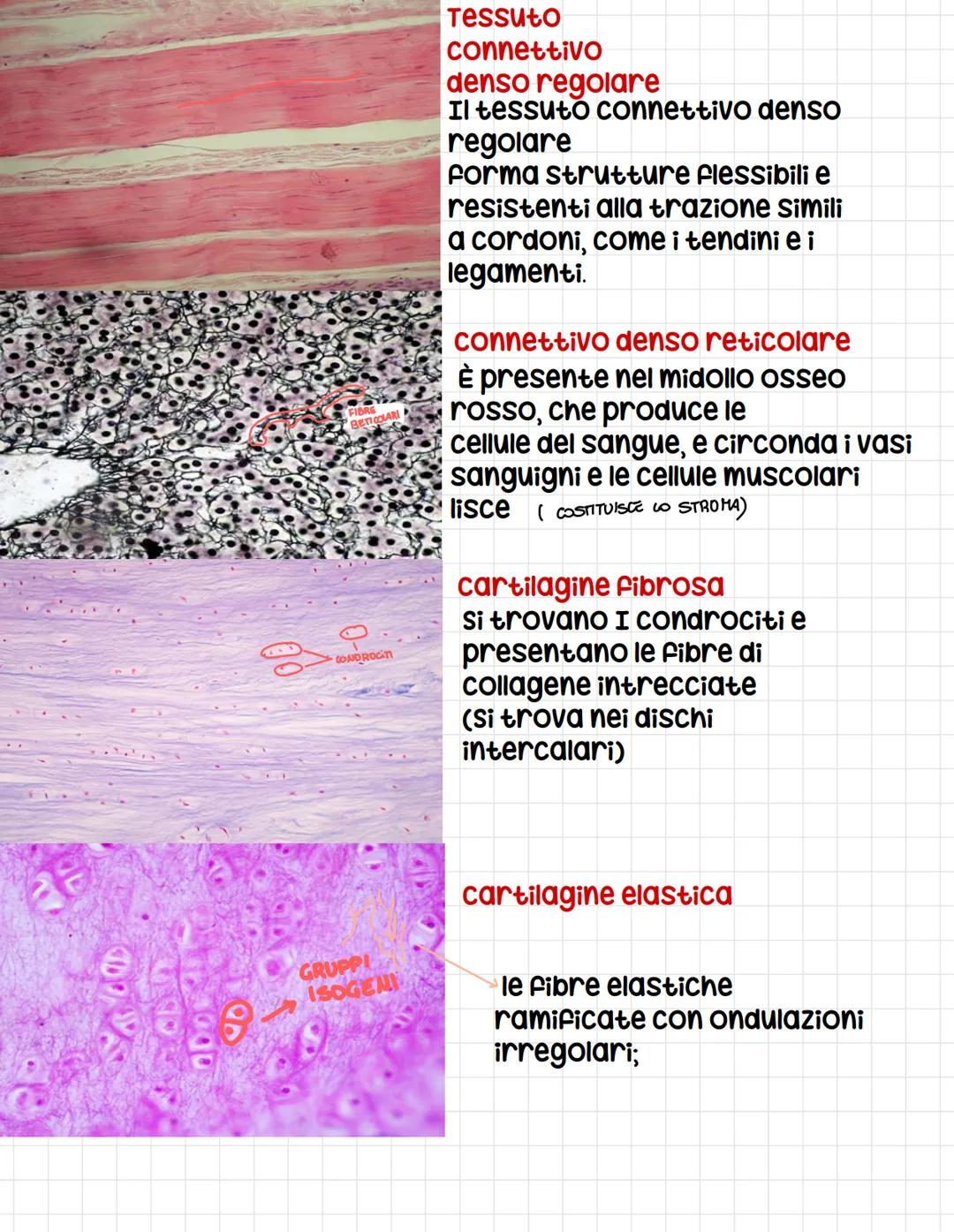 CALLE PROTOD
Epitelio
pseudostratifico
Ovvero tutte le cellule
toccano sulla
membrana basale
anche se l,altezza dei
nuclei è differente
si p