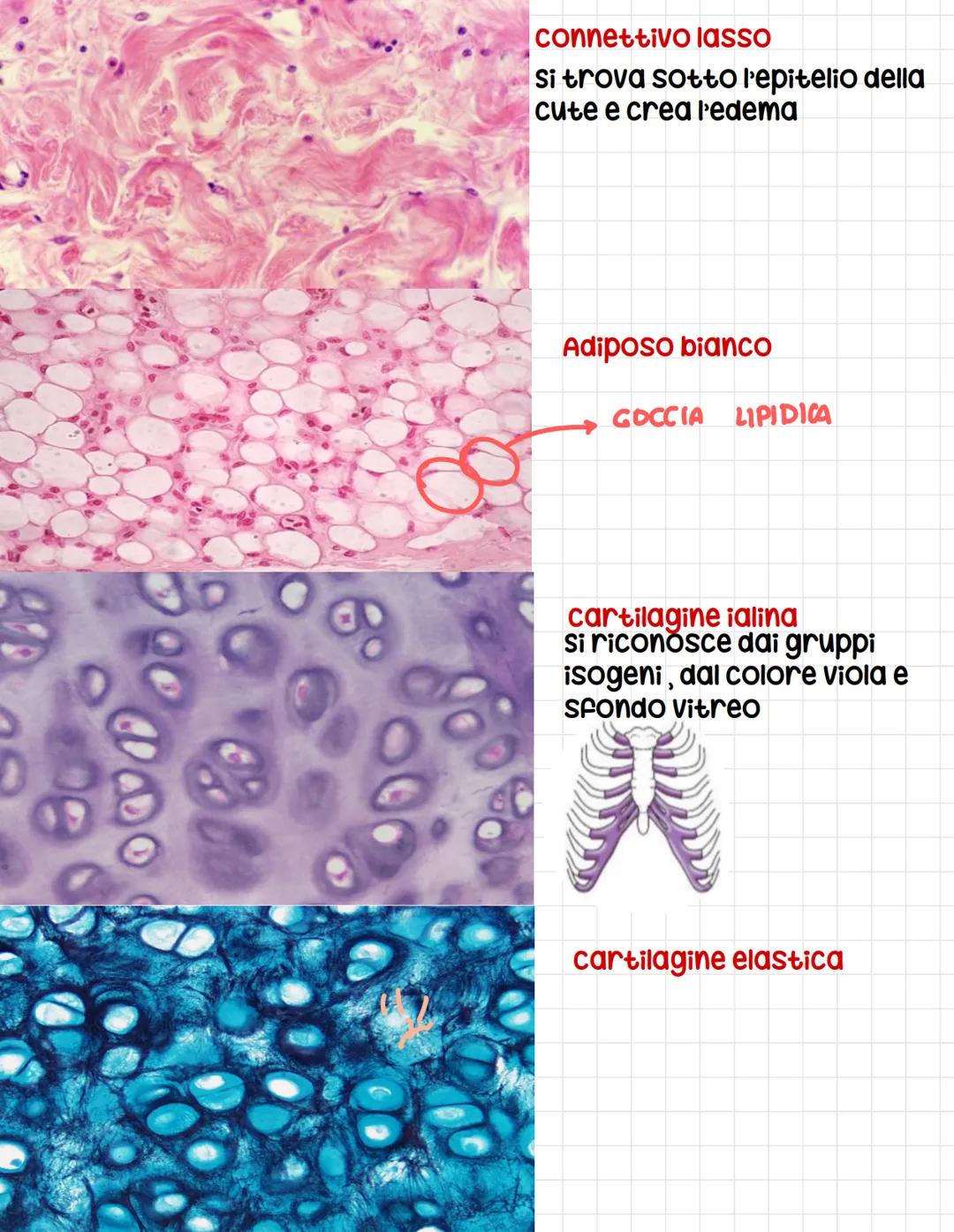 CALLE PROTOD
Epitelio
pseudostratifico
Ovvero tutte le cellule
toccano sulla
membrana basale
anche se l,altezza dei
nuclei è differente
si p