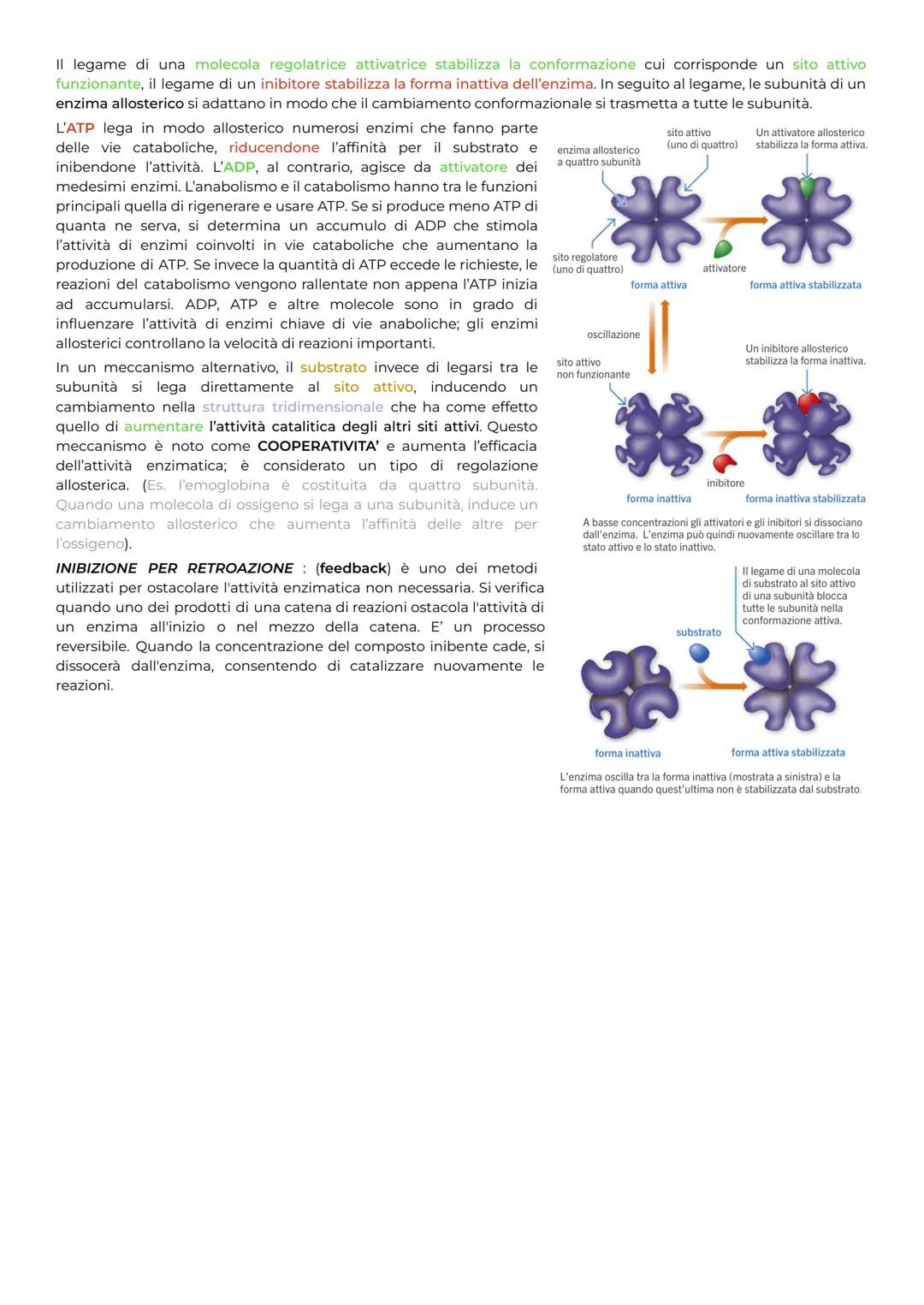 # ENZIMI + sono PROTEINE che agiscono da catalizzatori = sostanza in grado di accelerare le reazioni metaboliche
Energia libera di attivazi