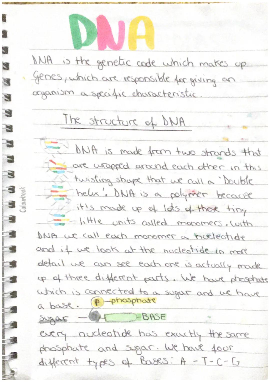 # DNA
DNA is the genetic code which makes up
genes, which are responsible for giving an
organism a specific characteristic.
## The structu