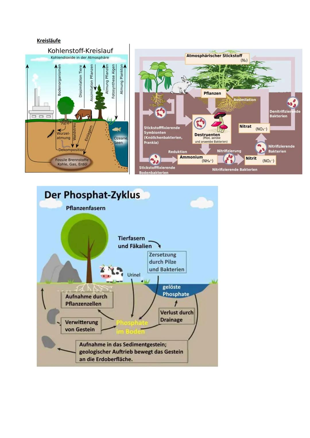 # Ökologie
Definition:
- Wechselwirkungen zwischen Organismen und ihrer Umwelt
- Beziehungen der Organismen untereinander
- Einflüsse von