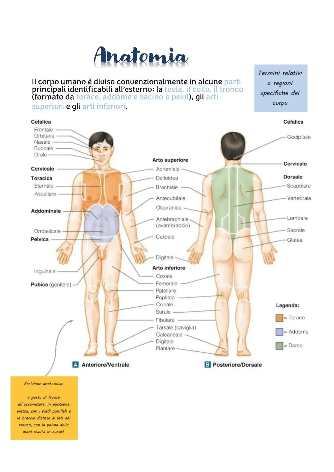 Anatomia del corpo umano