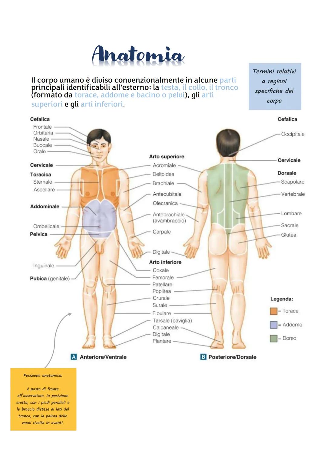 Anatomia
tronco
Il corpo umano è diviso convenzionalmente in alcune parti
principali identificabili all'esterno: la testa, il collo, il
(for
