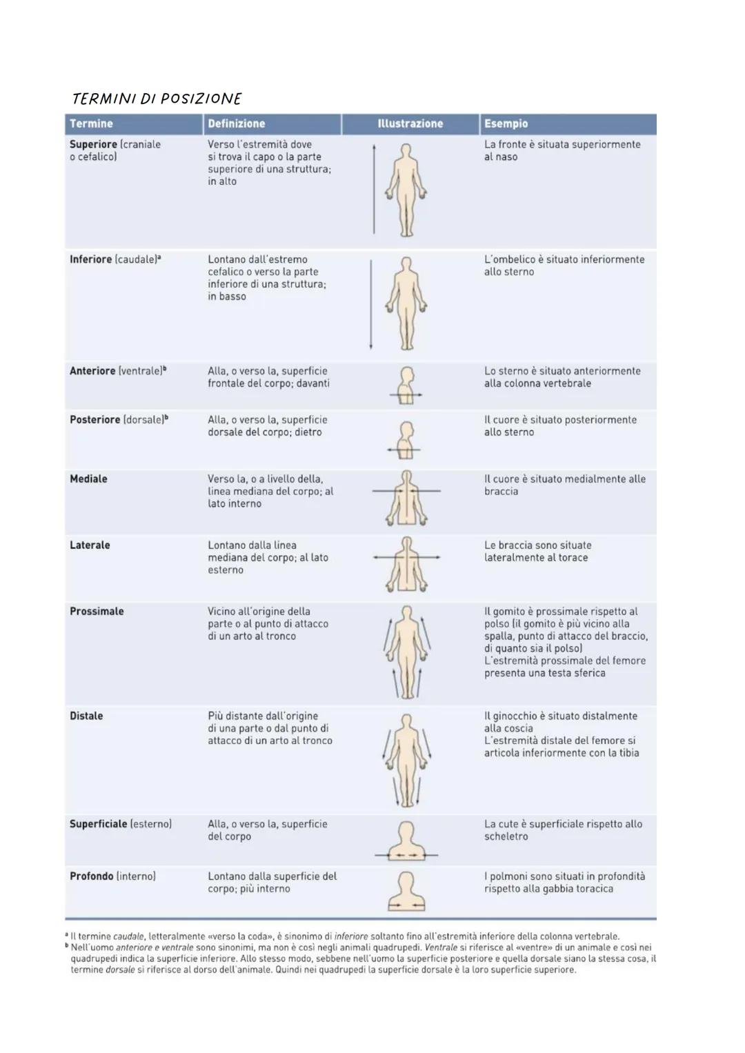Anatomia
tronco
Il corpo umano è diviso convenzionalmente in alcune parti
principali identificabili all'esterno: la testa, il collo, il
(for