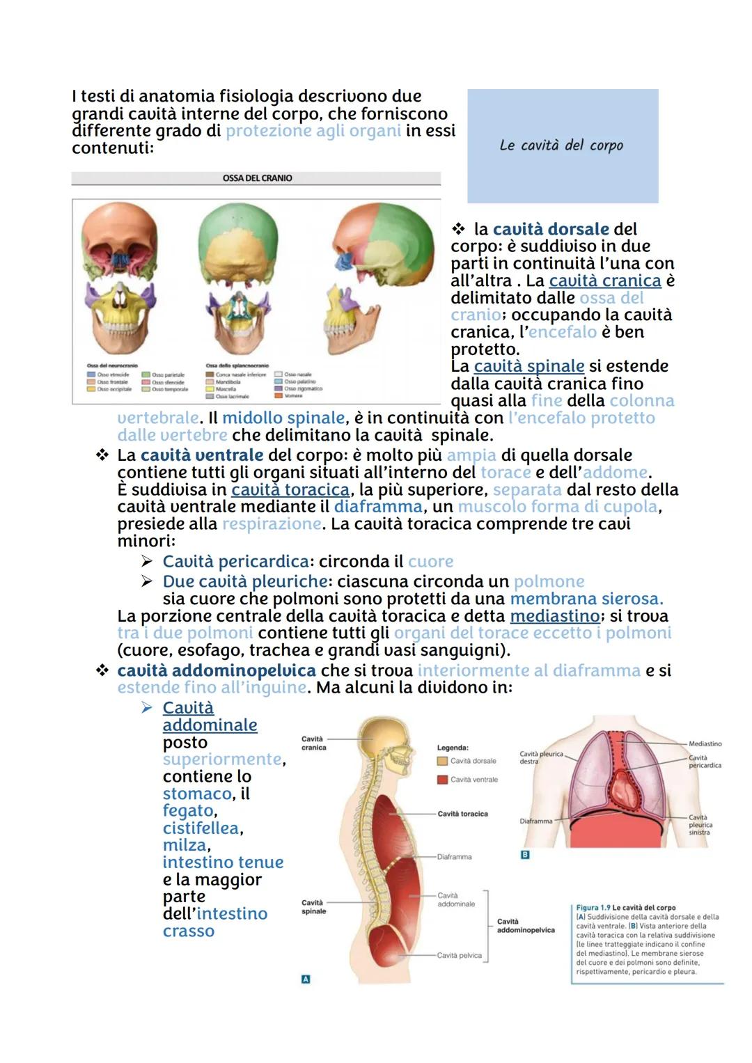 Anatomia
tronco
Il corpo umano è diviso convenzionalmente in alcune parti
principali identificabili all'esterno: la testa, il collo, il
(for