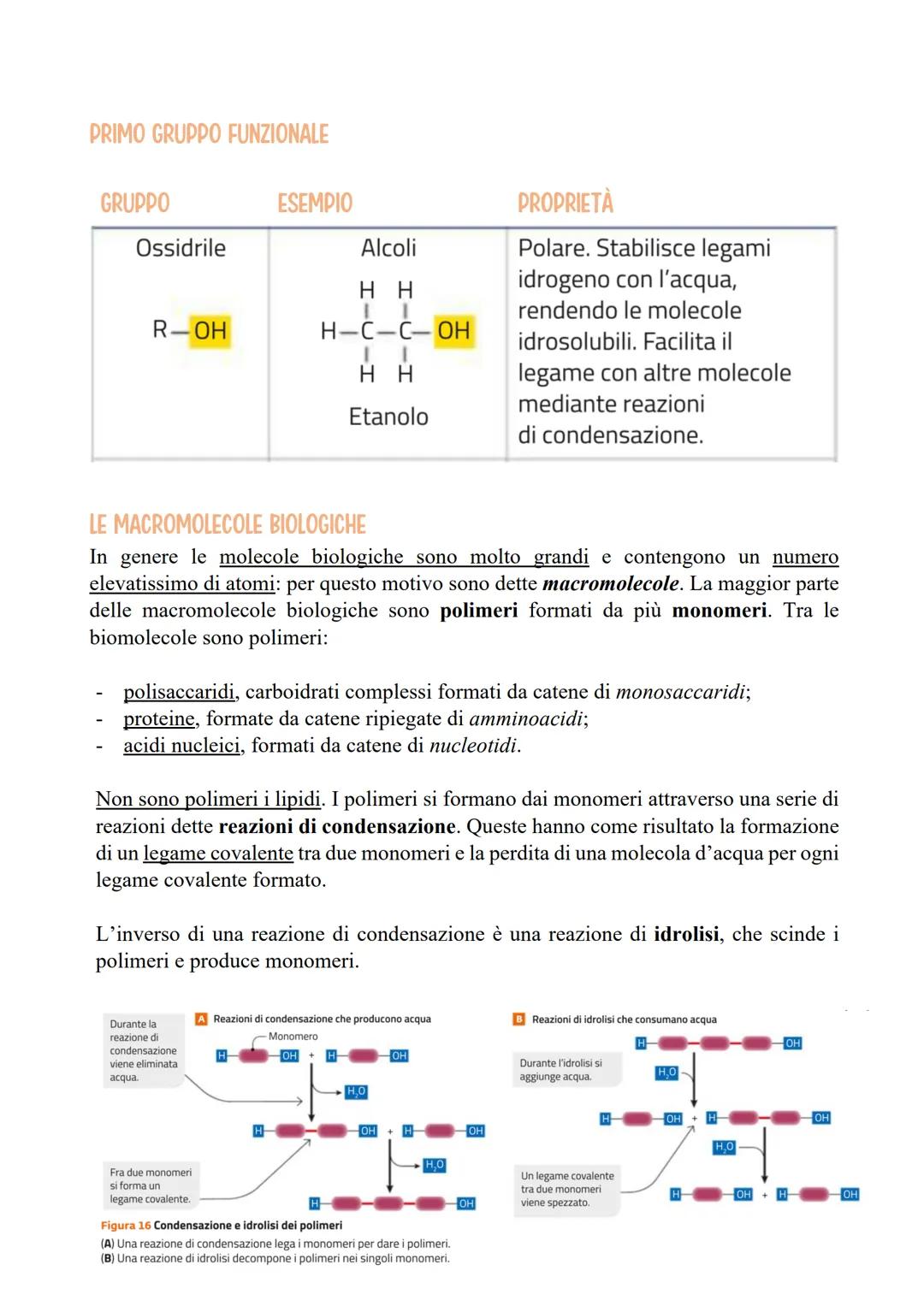 LE PROPRIETÀ DELLE BIOMOLECOLE
LE BIOMOLECOLE: LE MOLECOLE DELLA VITA
Negli esseri viventi sono presenti quattro tipi di molecole: proteine,