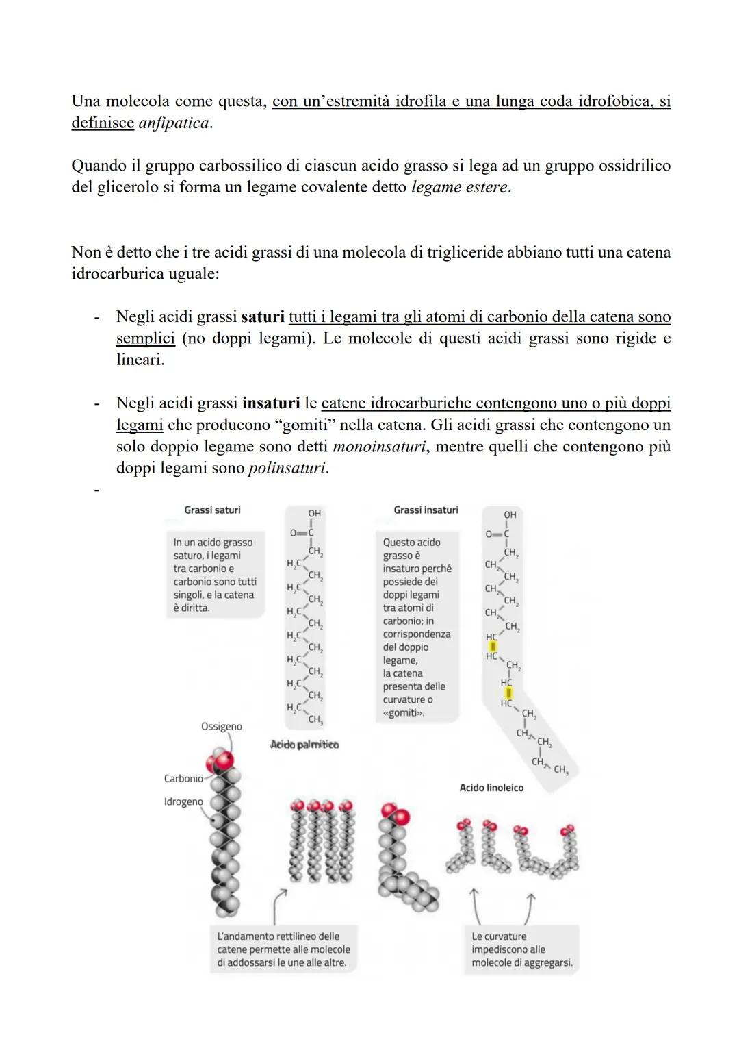 I LIPIDI
LE CARATTERISTICHE E LE FUNZIONI DEI LIPIDI
I lipidi sono biomolecole apolari e insolubili in acqua che contengono prevalentemente