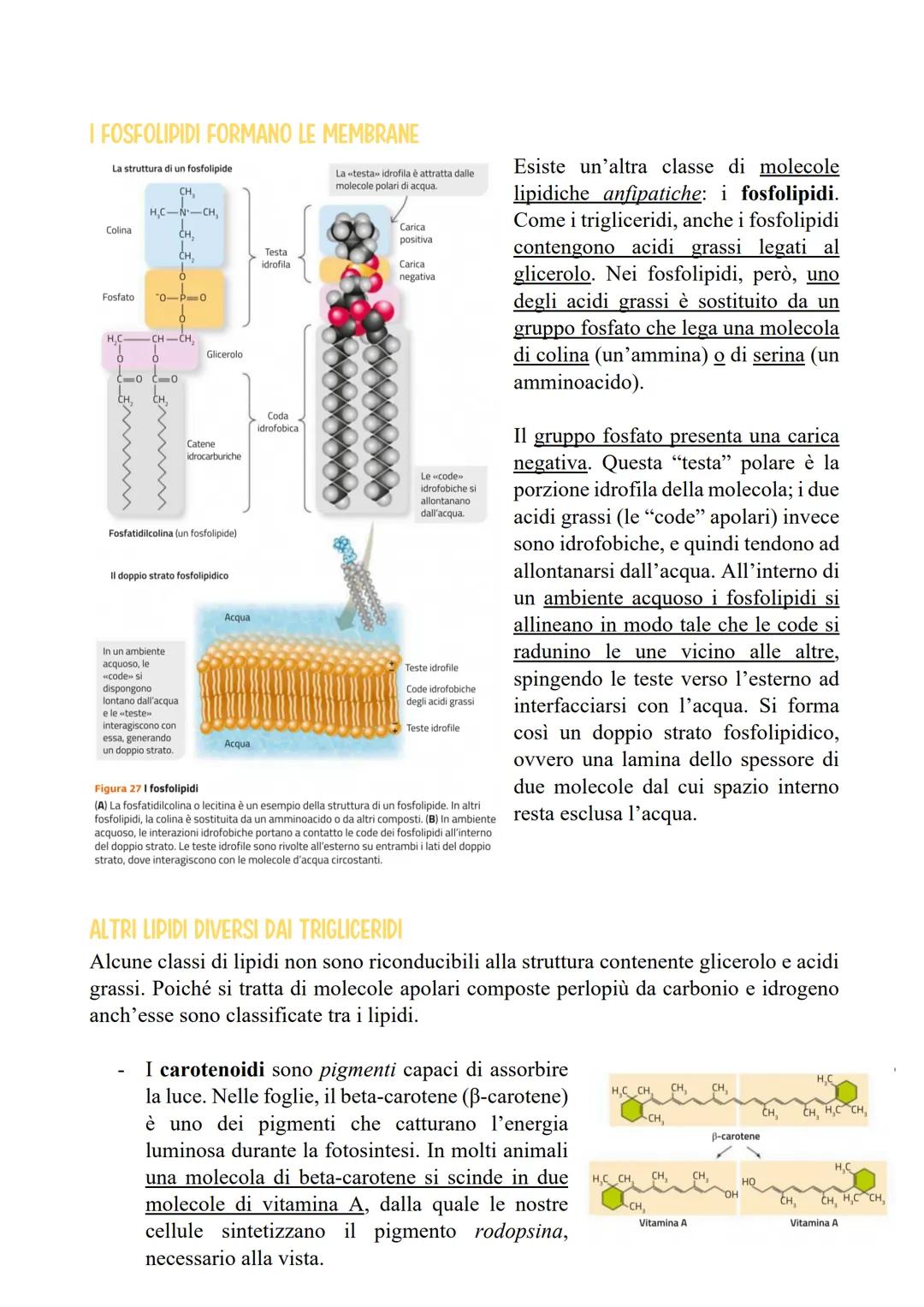 I LIPIDI
LE CARATTERISTICHE E LE FUNZIONI DEI LIPIDI
I lipidi sono biomolecole apolari e insolubili in acqua che contengono prevalentemente
