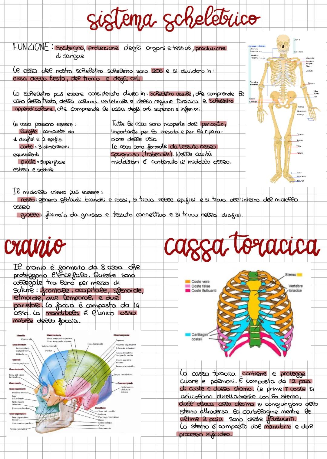 il sistema scheletrico