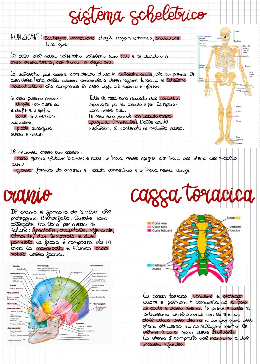 FUNZIONE Sostegno, protezione degli organi e tessuti, produzione
di sangue
le ossa dee nostro scheletro scheletro sono 206 e si dividono in