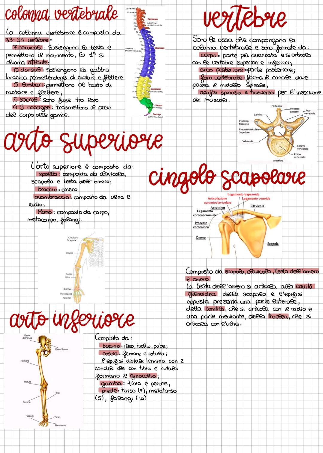FUNZIONE Sostegno, protezione degli organi e tessuti, produzione
di sangue
le ossa dee nostro scheletro scheletro sono 206 e si dividono in