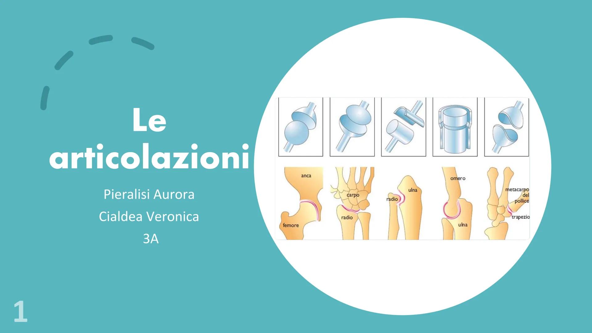 1
Le
articolazioni
Pieralisi Aurora
Cialdea Veronica
3A
femore
anca
carpo
radio
radio
ulna
omero
ulna
metacarpo
del
pollice
trapezio 2
Fisse