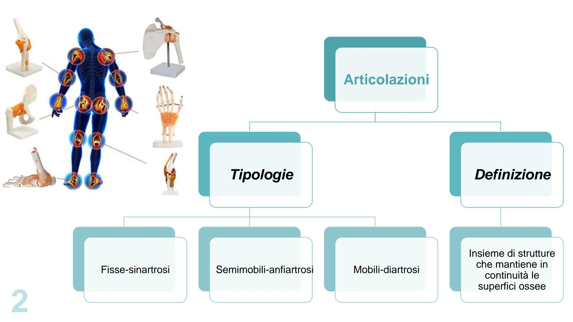 1
Le
articolazioni
Pieralisi Aurora
Cialdea Veronica
3A
femore
anca
carpo
radio
radio
ulna
omero
ulna
metacarpo
del
pollice
trapezio 2
Fisse