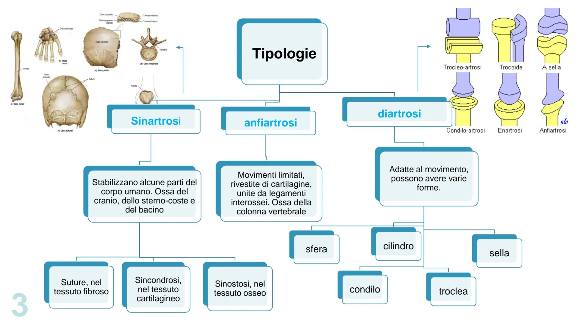 1
Le
articolazioni
Pieralisi Aurora
Cialdea Veronica
3A
femore
anca
carpo
radio
radio
ulna
omero
ulna
metacarpo
del
pollice
trapezio 2
Fisse