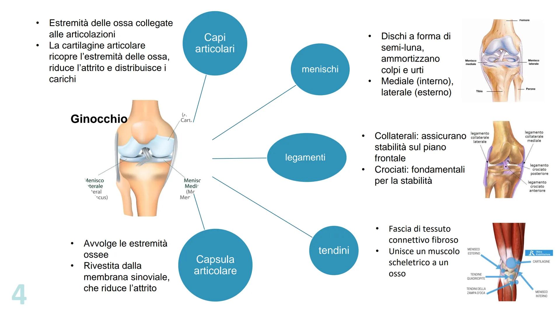 1
Le
articolazioni
Pieralisi Aurora
Cialdea Veronica
3A
femore
anca
carpo
radio
radio
ulna
omero
ulna
metacarpo
del
pollice
trapezio 2
Fisse
