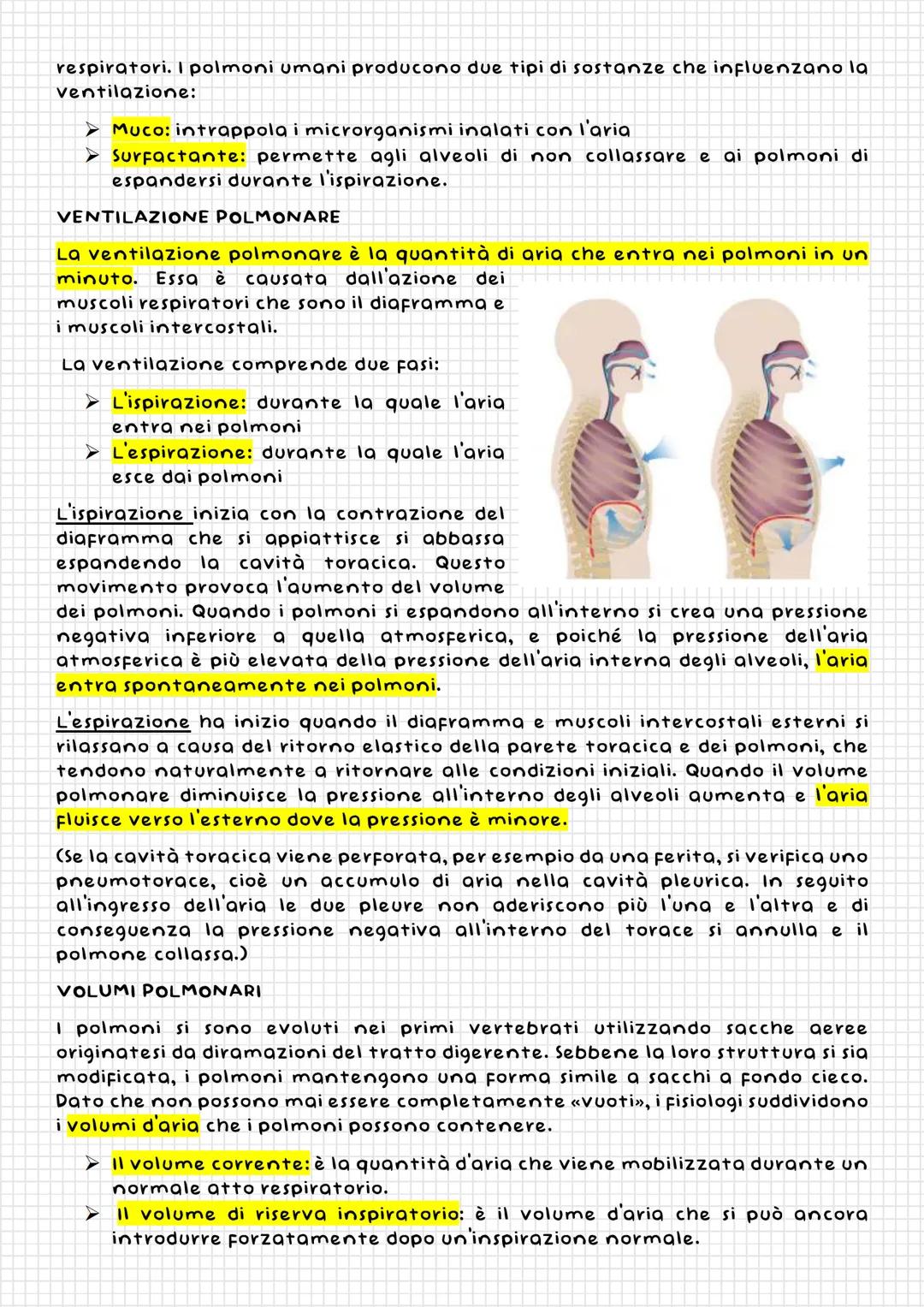 L'APPARATO
RESPIRATORIO
Naso
La
cavità
nasali
Laringe
Faringe
Funzione
dell'apparato
respiratorio dei mammiferi è rifornire
l'organismo di o