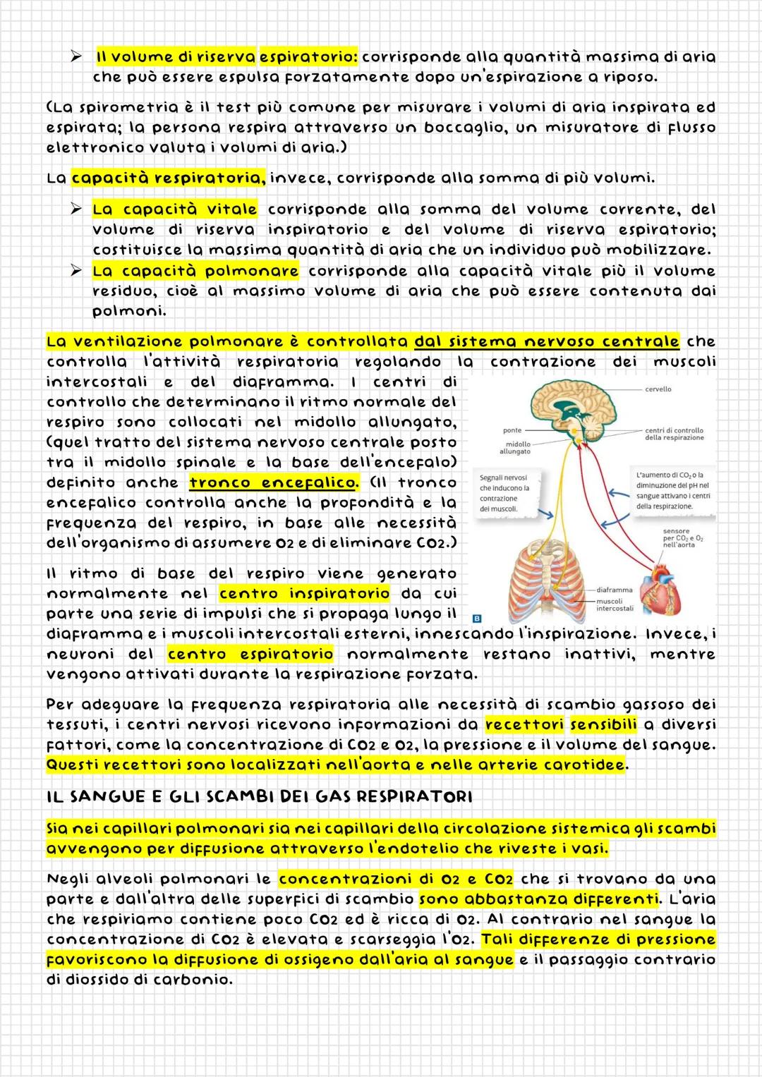 L'APPARATO
RESPIRATORIO
Naso
La
cavità
nasali
Laringe
Faringe
Funzione
dell'apparato
respiratorio dei mammiferi è rifornire
l'organismo di o