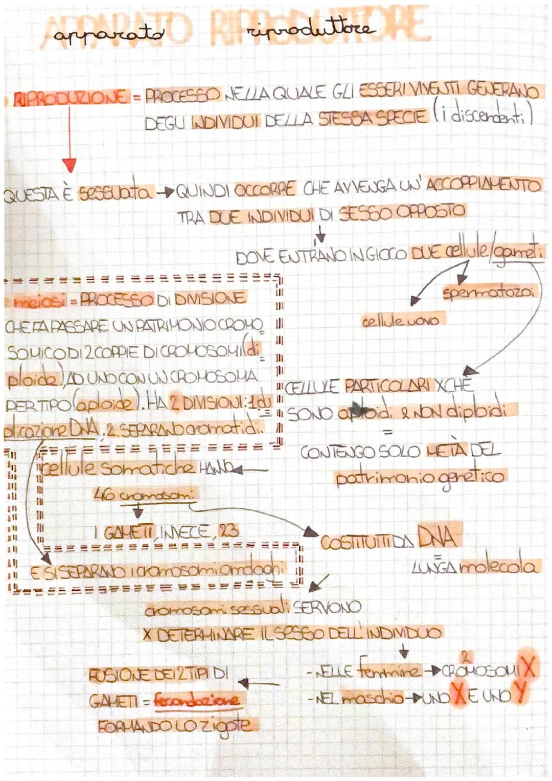 Apparato Riproduttore