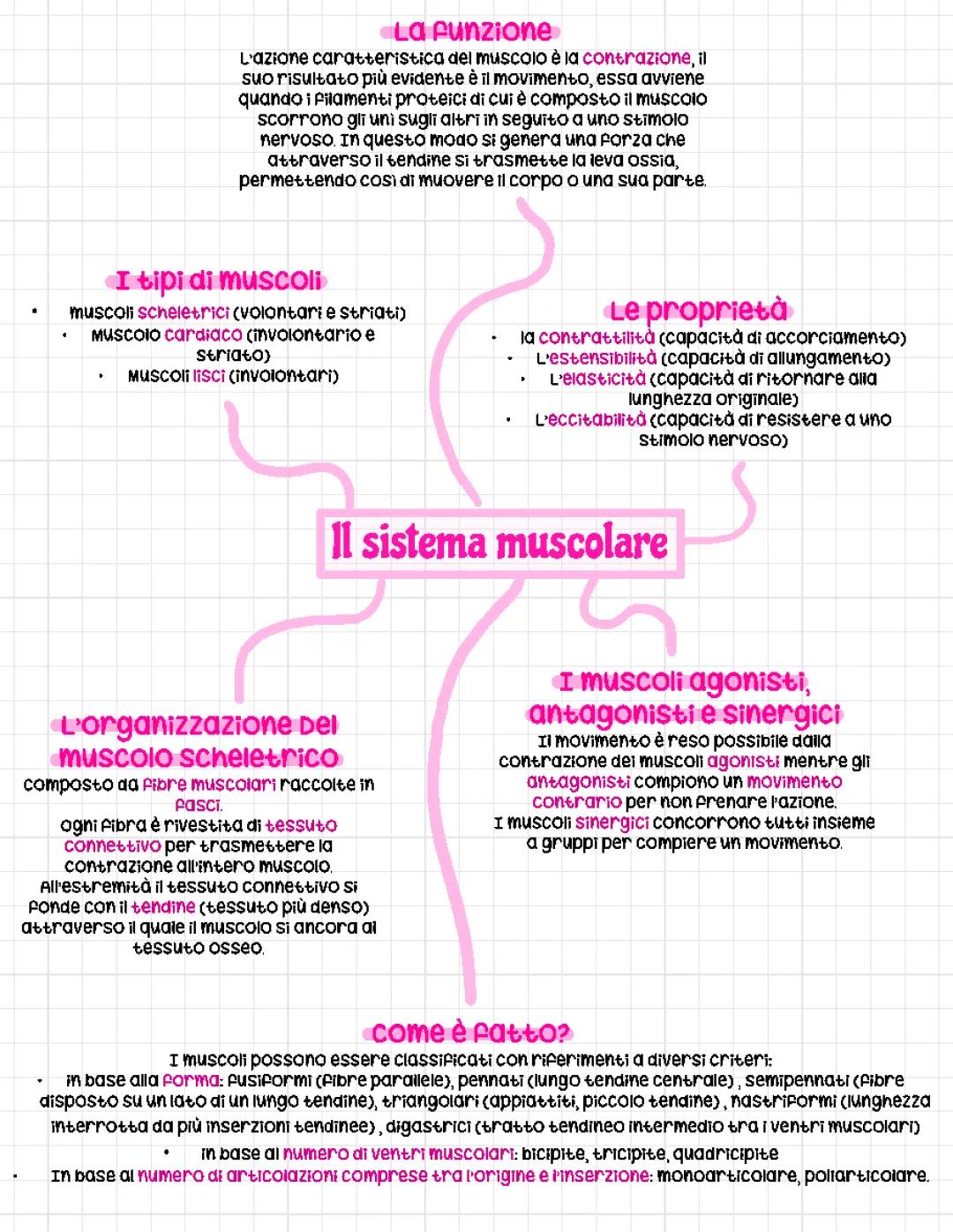 Sistema muscolo scheletrico