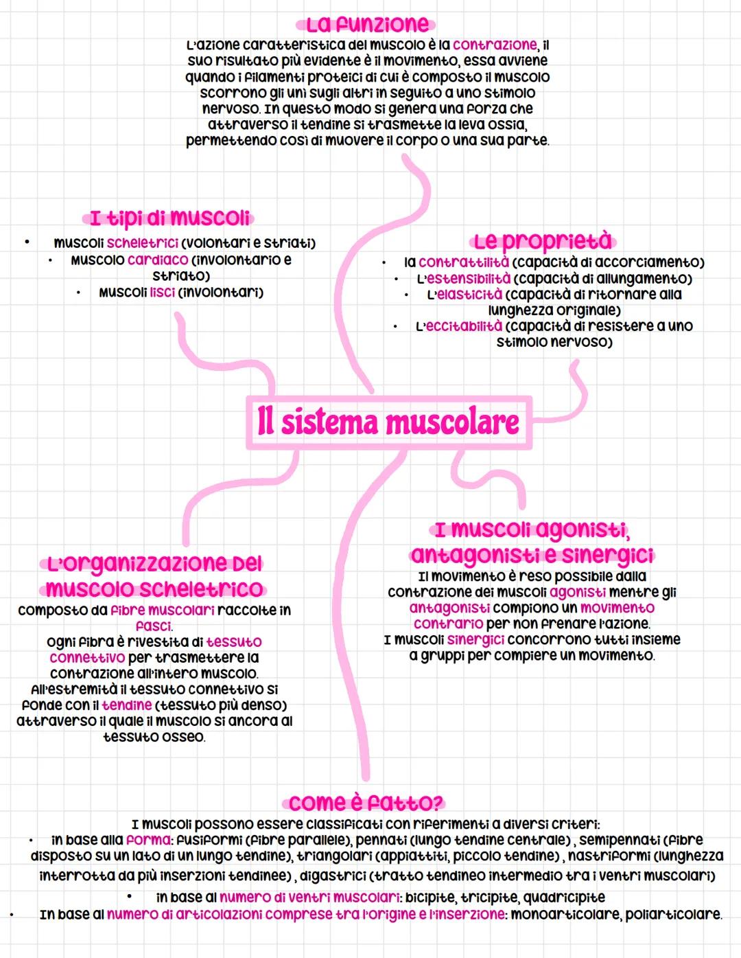 I tipi di muscoli
muscoli scheletrici (Volontari e striati)
Muscolo cardiaco (involontario e
.
La Funzione
L'azione caratteristica del musco