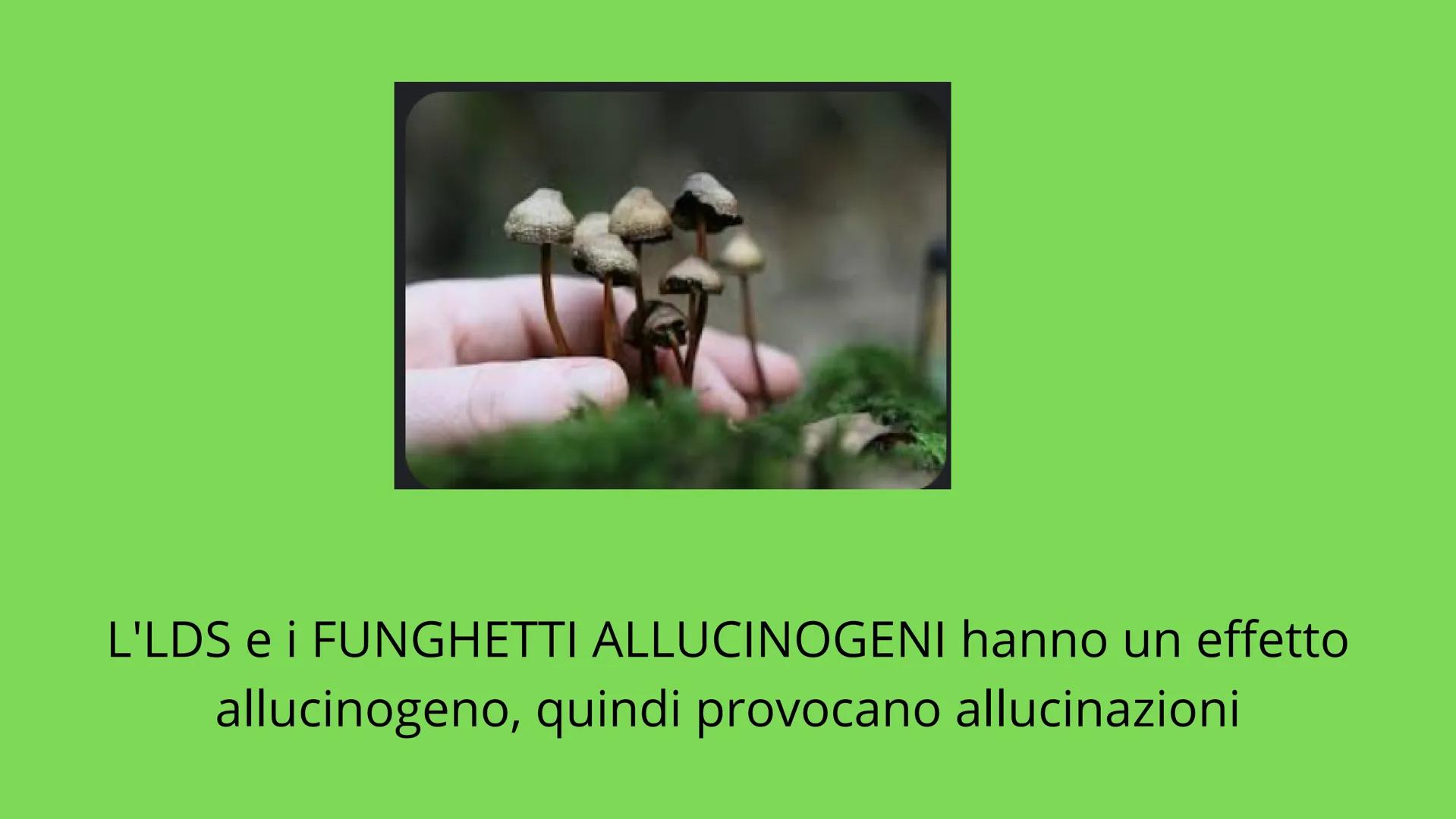 # LE DROGHE Ragazzi e adulti ormai fanno un uso eccessivo delle groghe,
che è pari al 29% in quest'ultimo anno. Queste sostanze
vengono assi