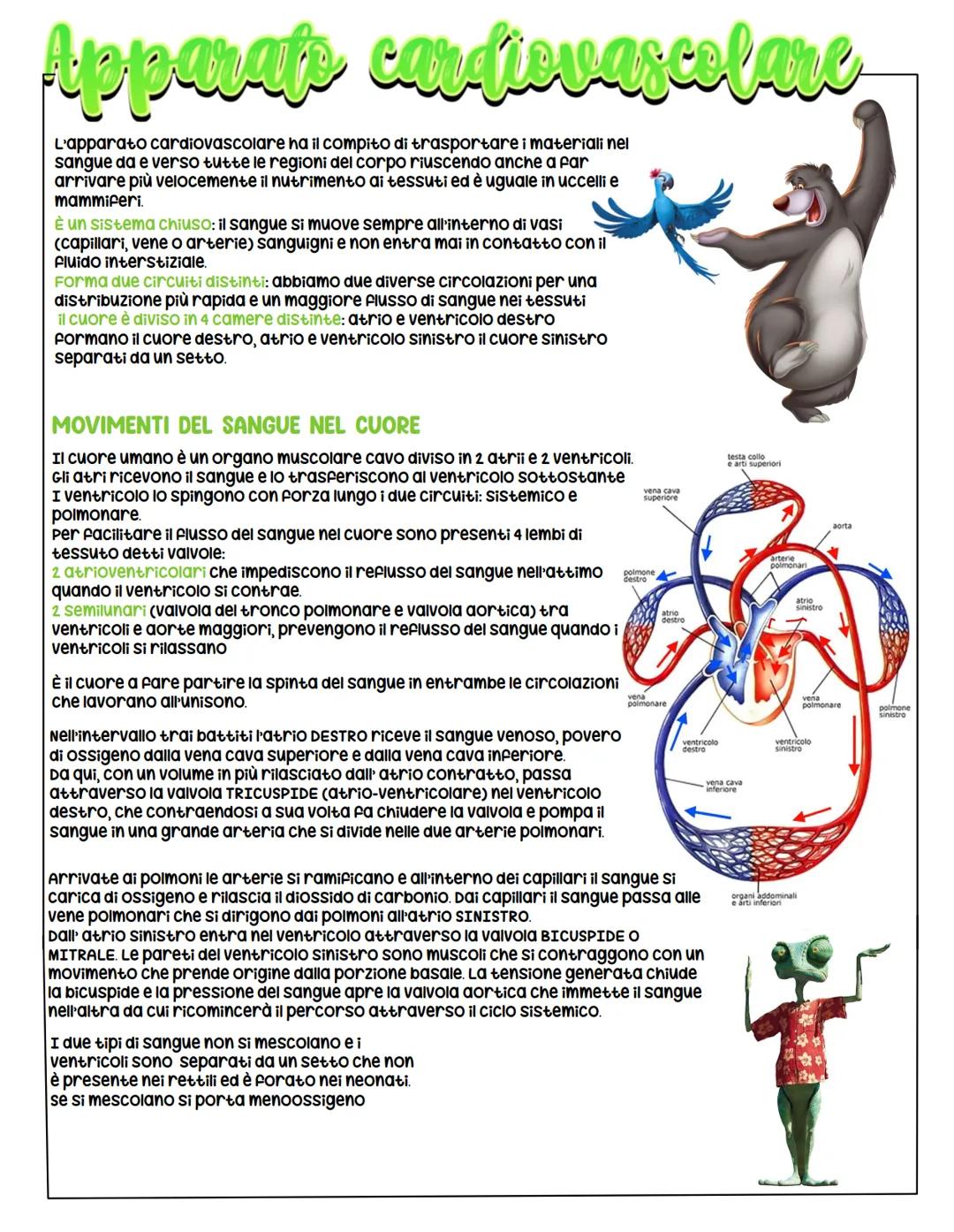 # Apparap cardiovascolare
L'apparato cardiovascolare ha il compito di trasportare i materiali nel
sangue da e verso tutte le regioni del co