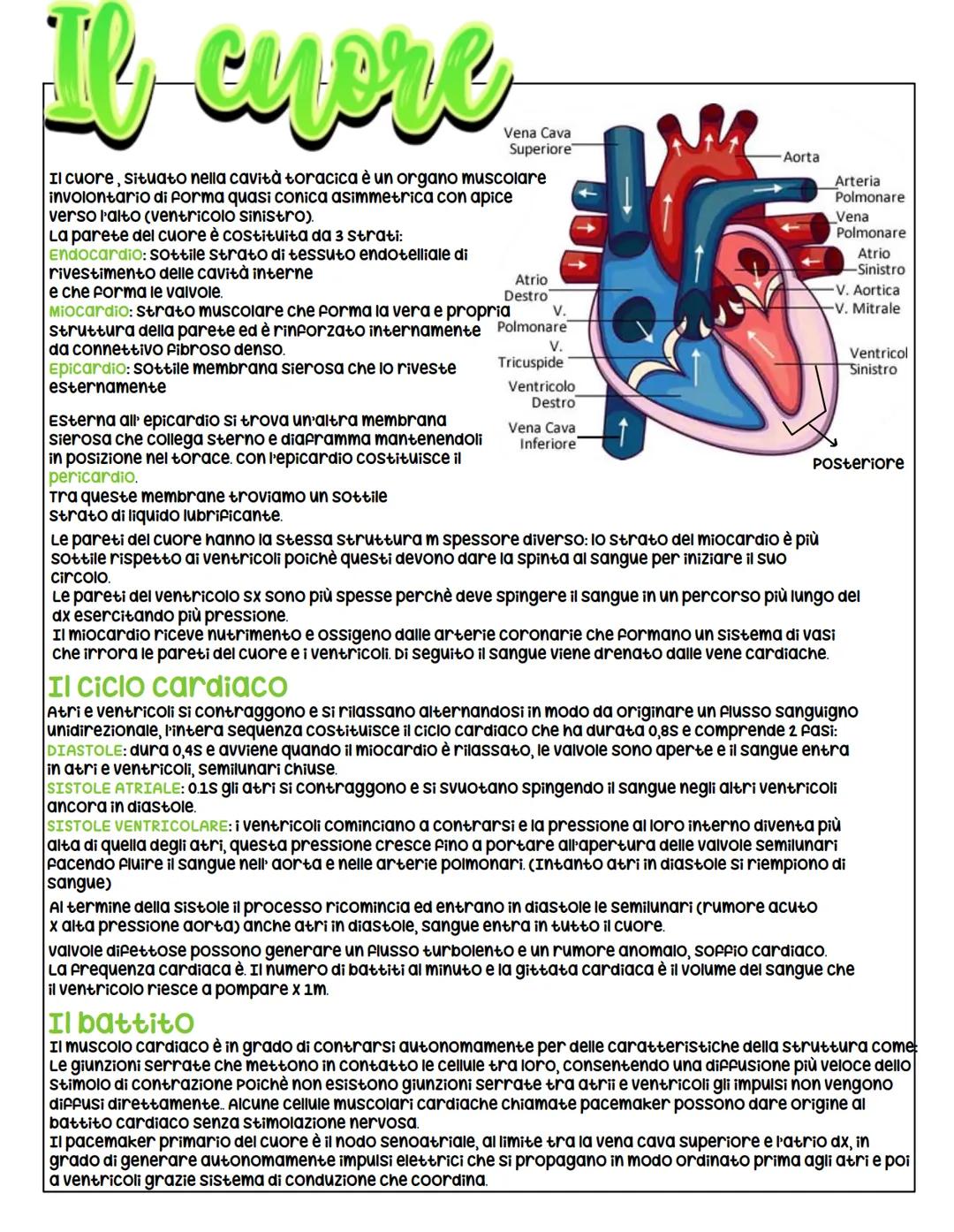 # Apparap cardiovascolare
L'apparato cardiovascolare ha il compito di trasportare i materiali nel
sangue da e verso tutte le regioni del co