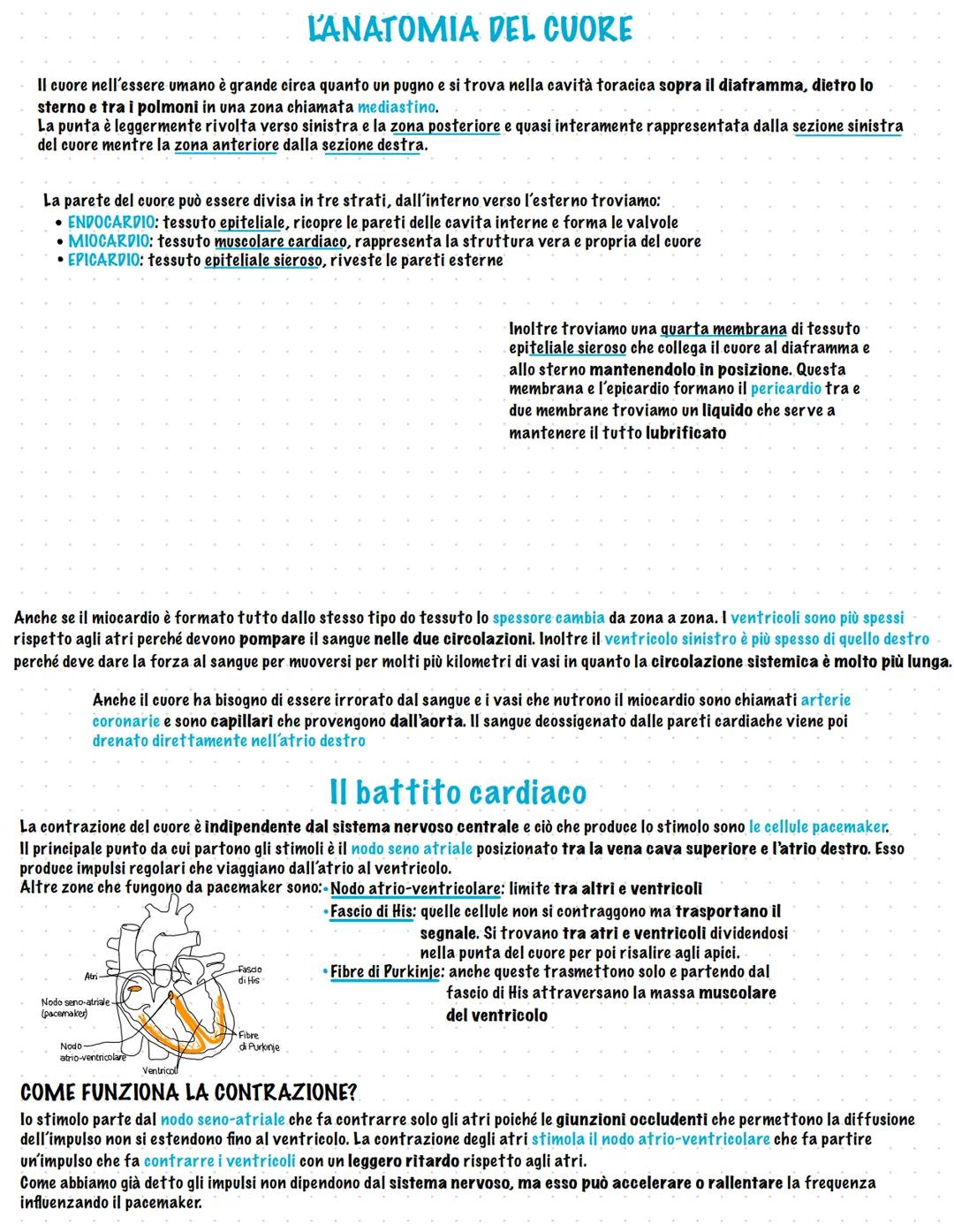 Apparato cardiovascolare
L'apparato cardiovascolare trasporta attraverso il sangue un insieme di sostanze da e verso ogni regione corporea
I